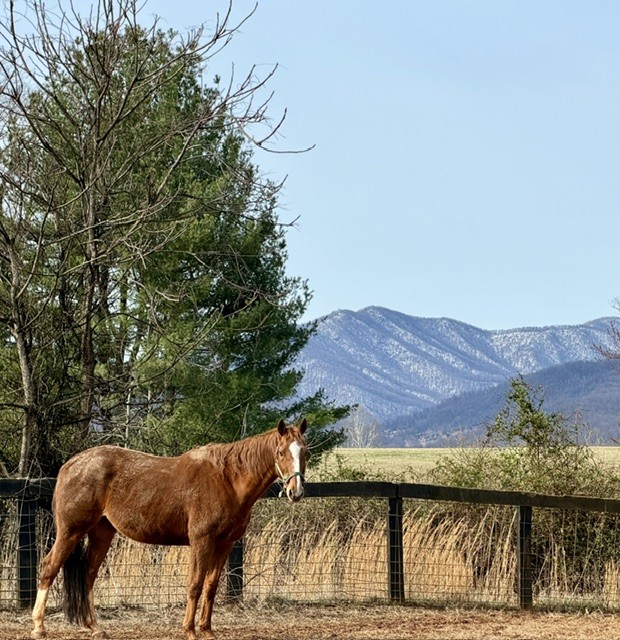 Chestnut Horse with Mountain Landscape Artist Reference Photo artist reference photo