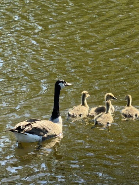 Goose and Goslings Spring Wildlife Artist Reference Photo artist reference photo