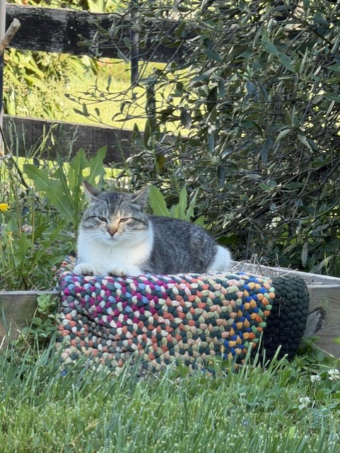 Gray Tabby Cat Resting on Colorful Rug Artist Reference Photo artist reference photo