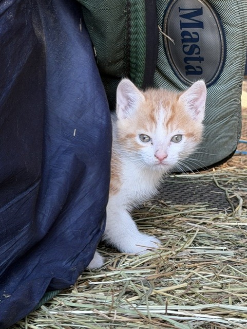 Orange and White Farm Kitten Artist Reference Photo artist reference photo