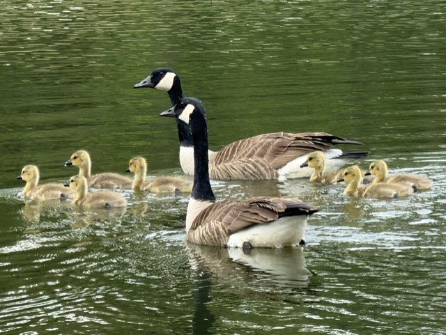 Pair of Canada Geese with Goslings Artist Reference Photo artist reference photo