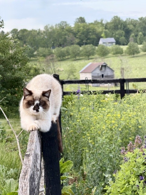 Ragdoll Cat Balancing on Fence Artist Reference Photo artist reference photo