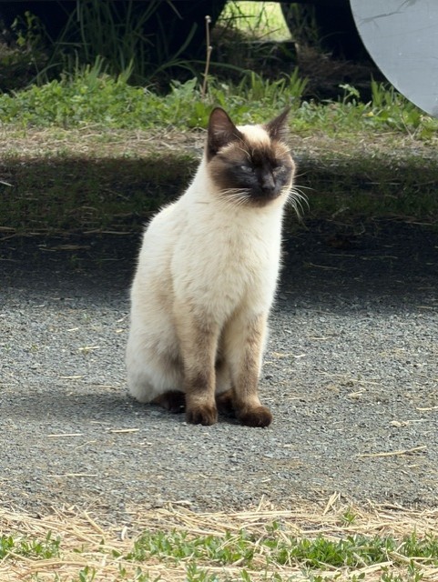 Siamese Cat Outdoor Portrait Artist Reference Photo artist reference photo