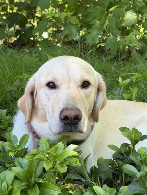 Yellow Labrador Resting in Garden Artist Reference Photo artist reference photo