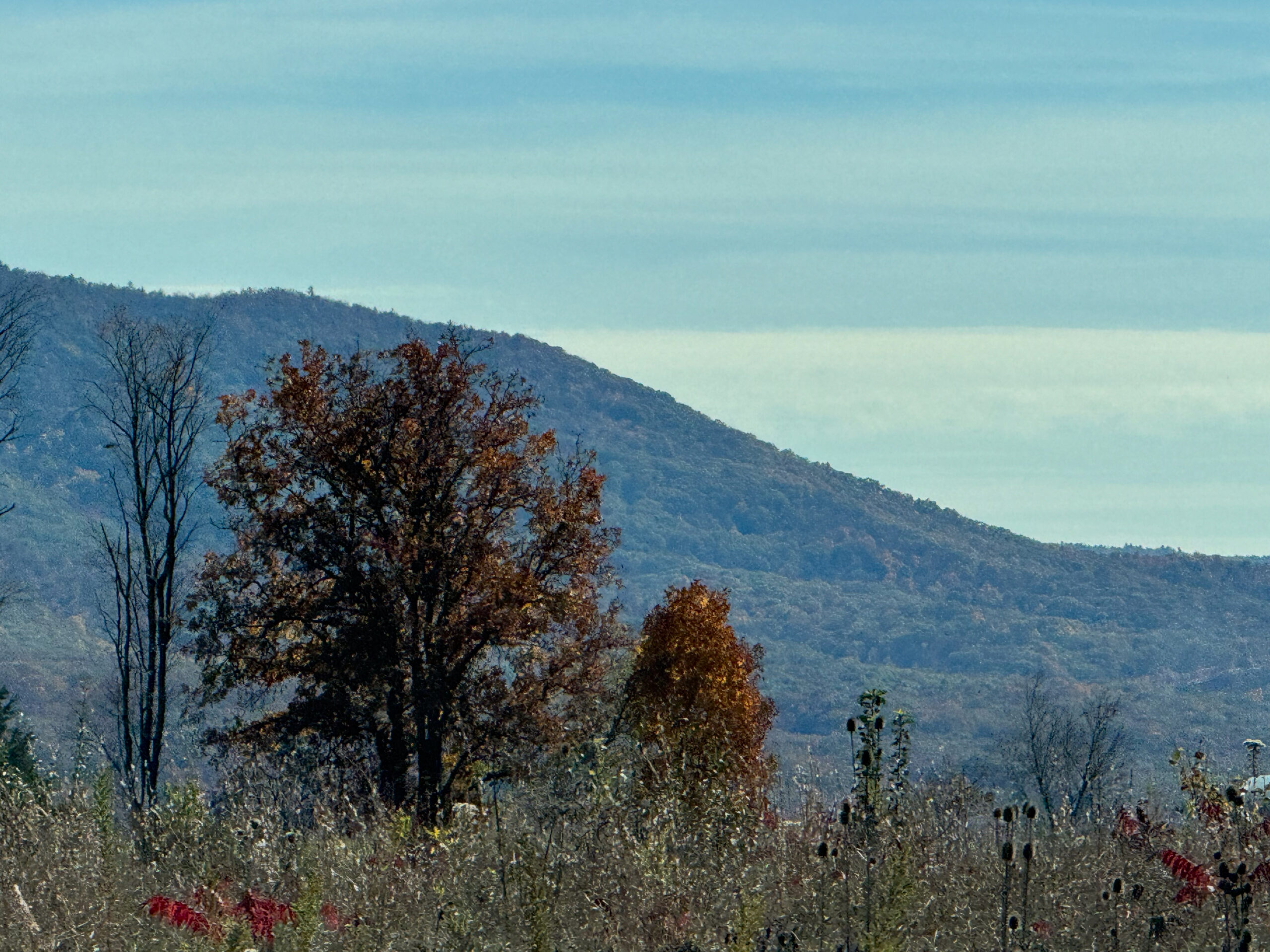 Autumn Trees and Blue Ridge Mountains artist reference photo