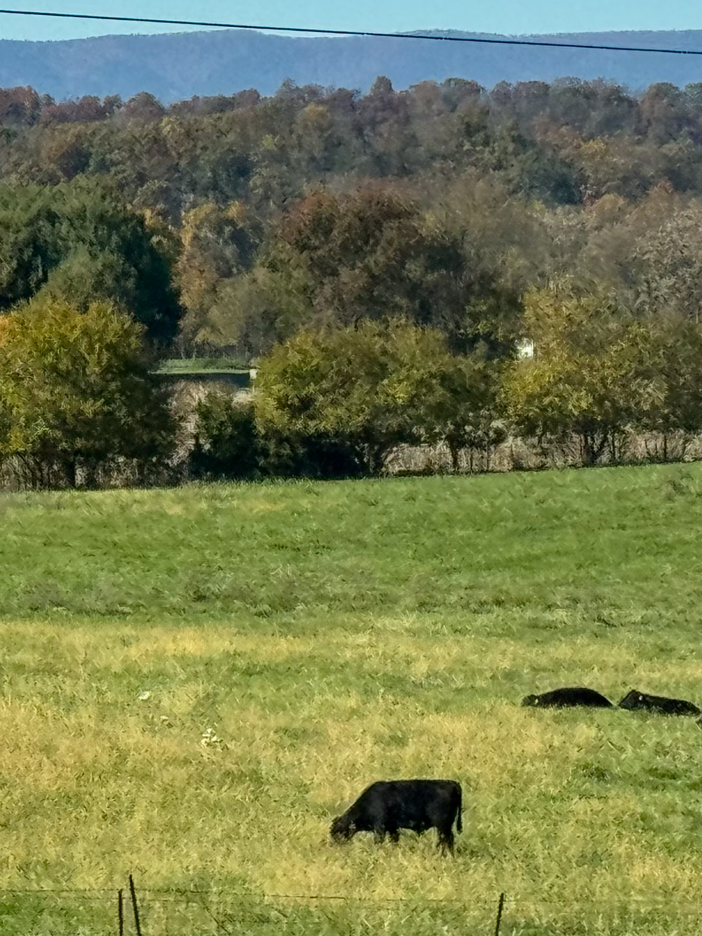 Black Cows Grazing in Autumn Meadow artist reference photo