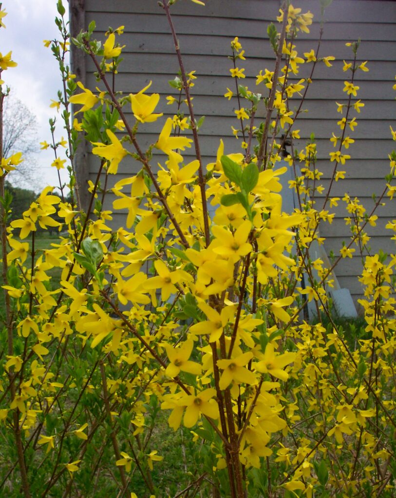 Bright Yellow Forsythia in Spring Garden – Artist Reference Photo