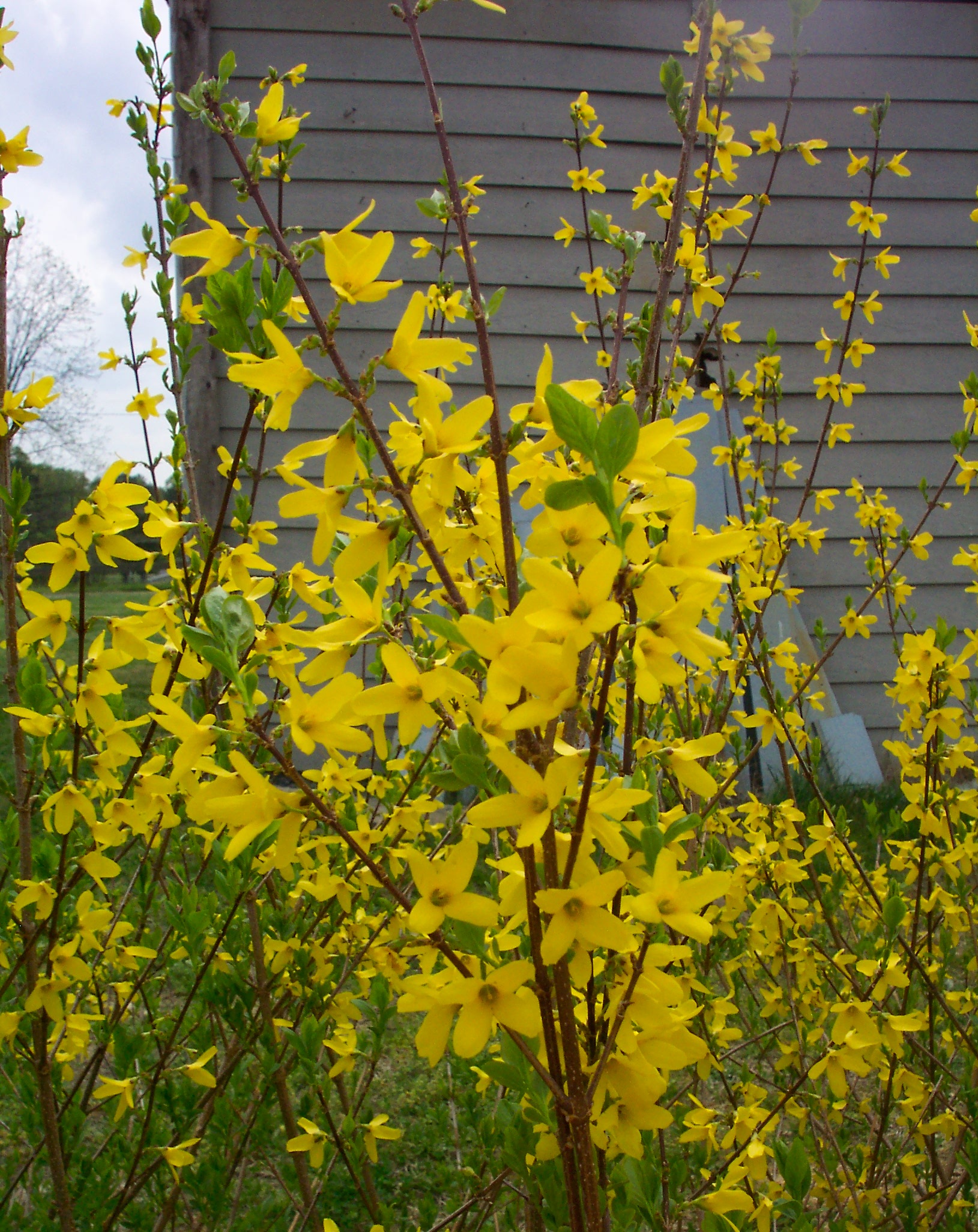 Bright Yellow Forsythia in Spring Garden – artist reference photo
