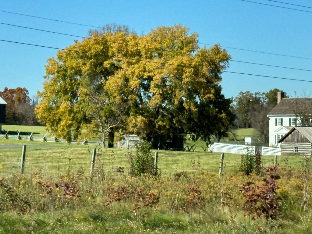 Tree shapes