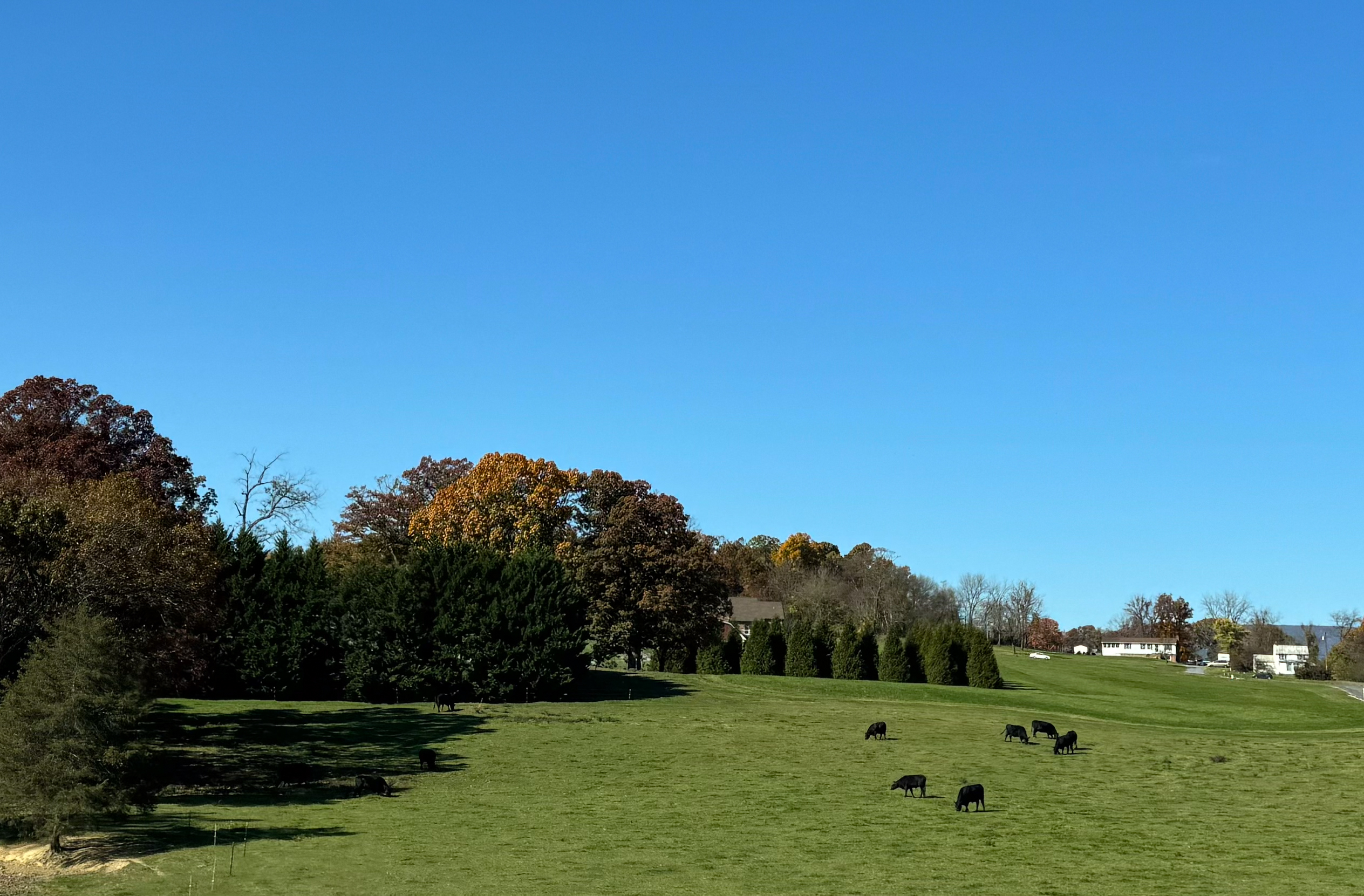 Pasture with Black Cows Under Clear Blue Sky artist reference photo