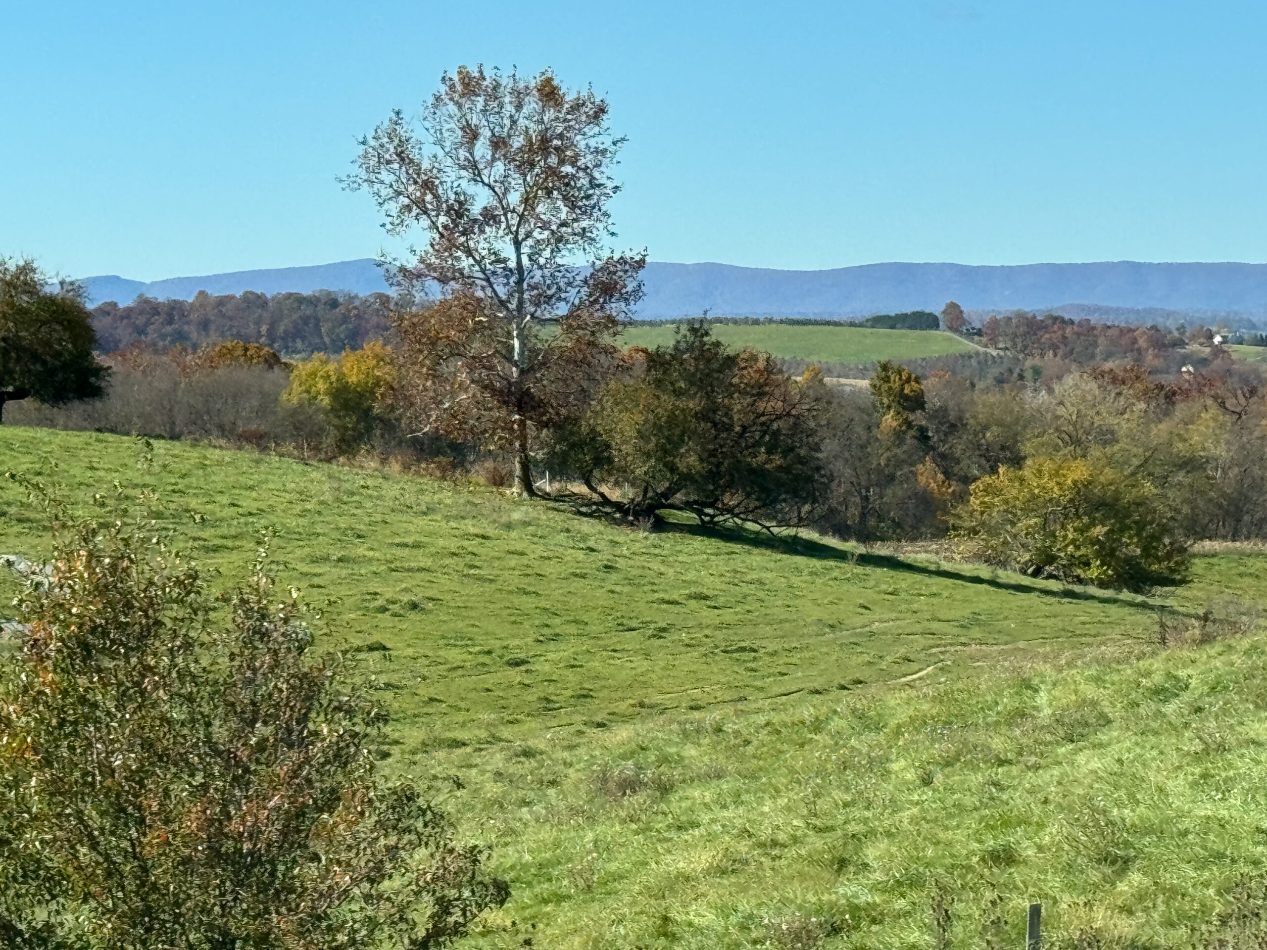 Rolling Green Pasture with Distant Mountain Ridge artist reference photo