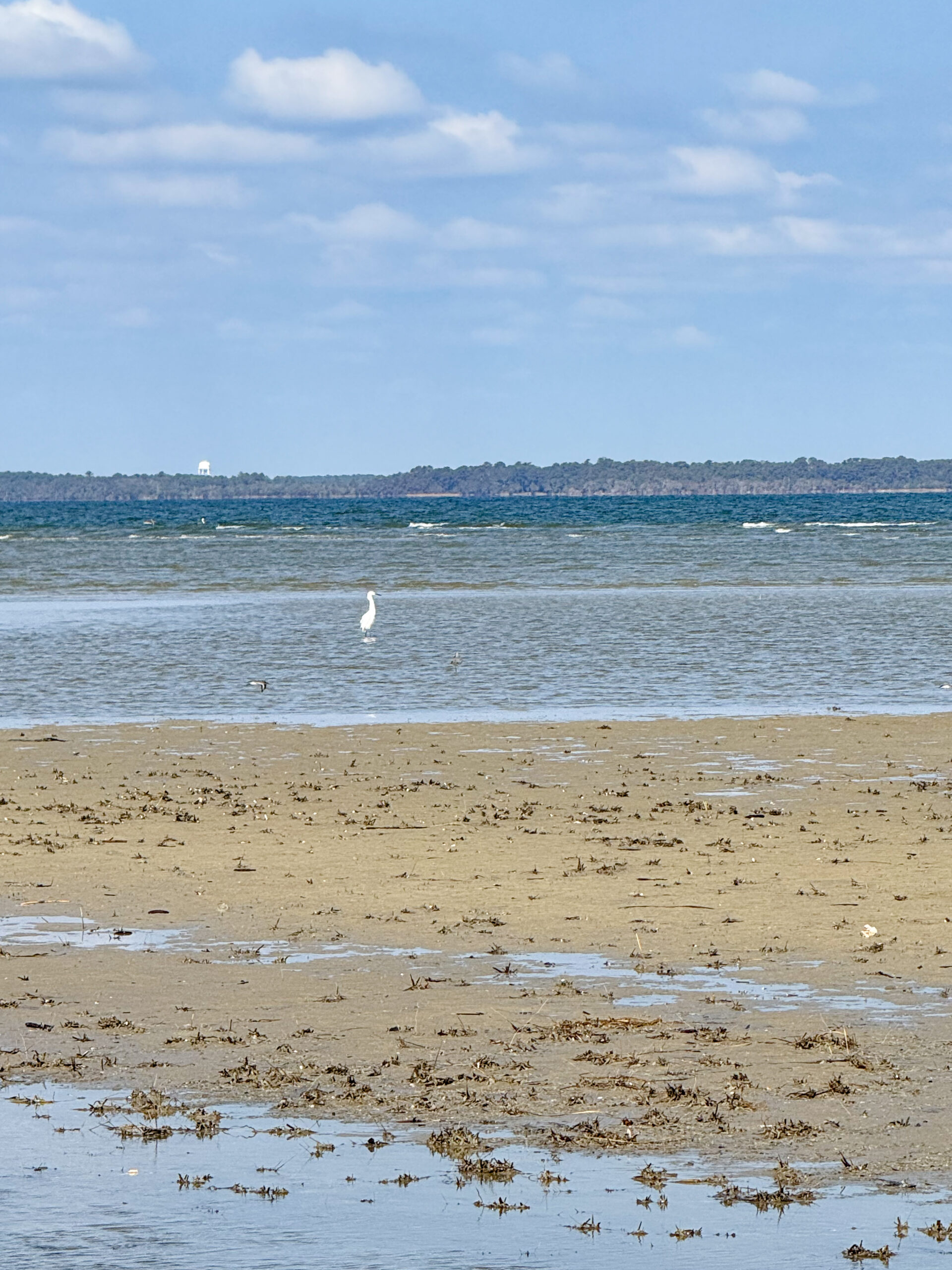 White Egret on Sandy Tidal Flat with Distant Shoreline and Blue Sky artist reference photo