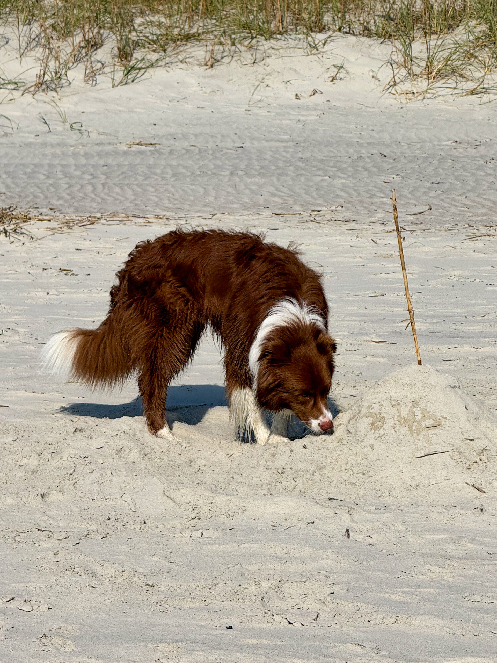 border collie sniffing sand mound on beach artist reference photo