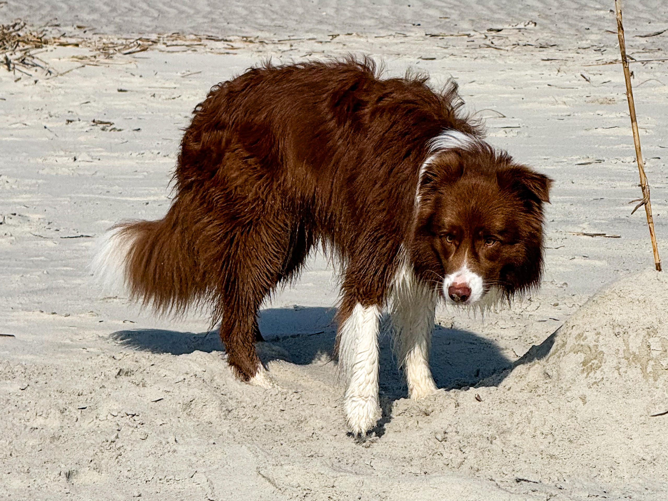 border collie standing alert on beach sand artist reference photo