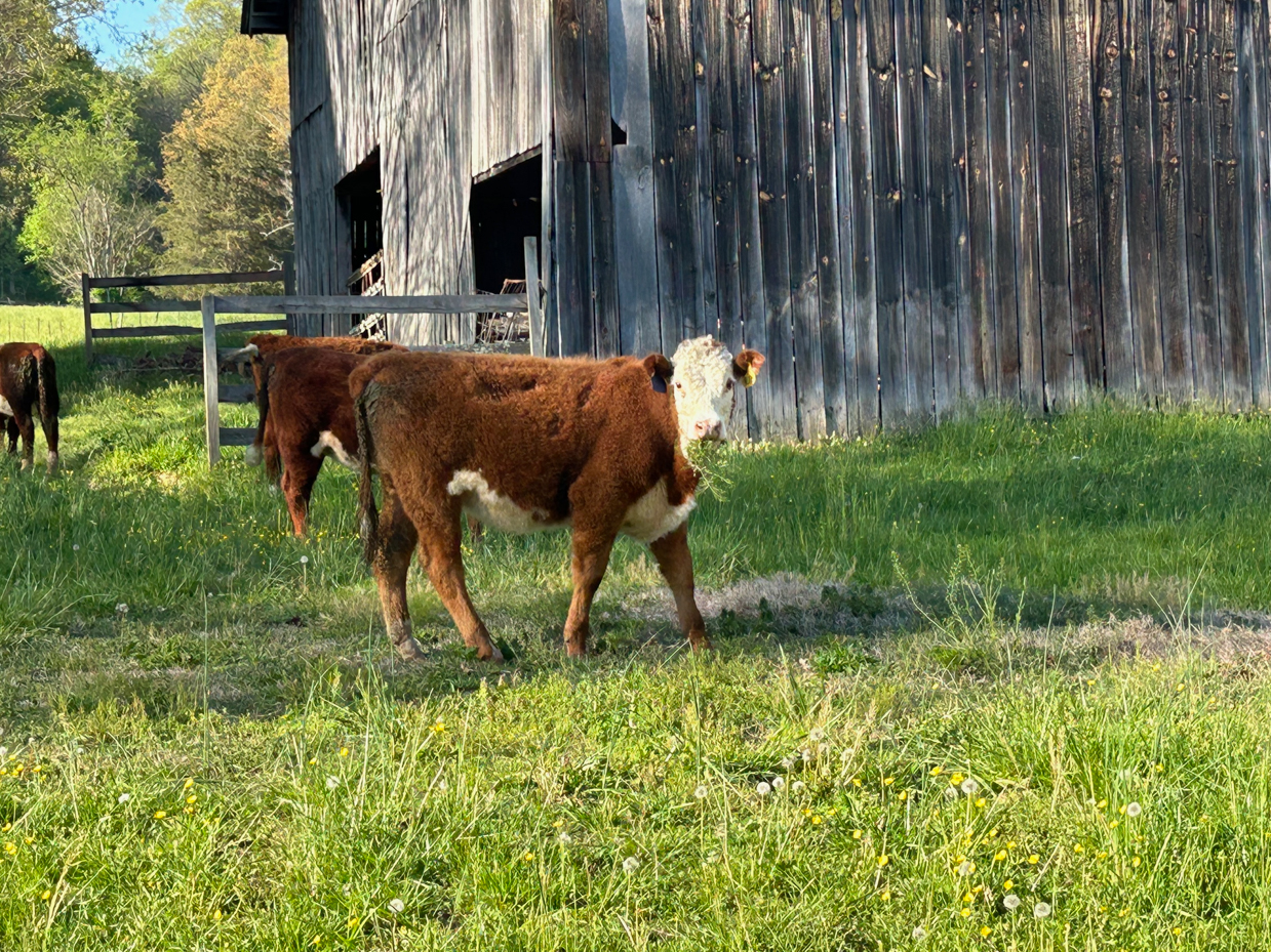brown and white calf in front of weathered barn in spring pasture artist reference photo