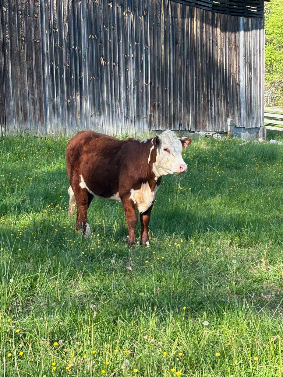 brown and white calf in green pasture by weathered barn artist reference photo