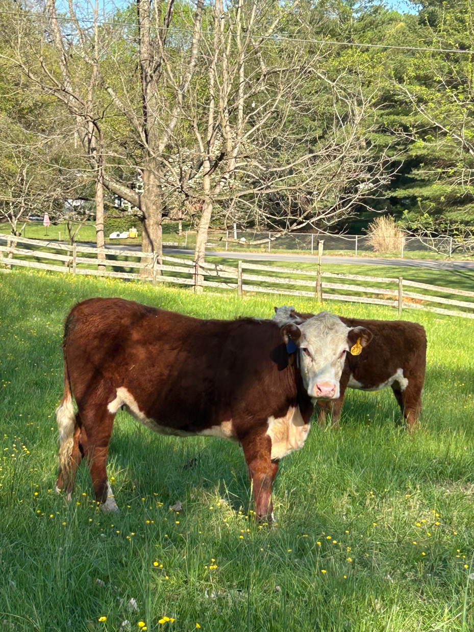 brown and white calf in spring pasture with fence and trees artist reference photo