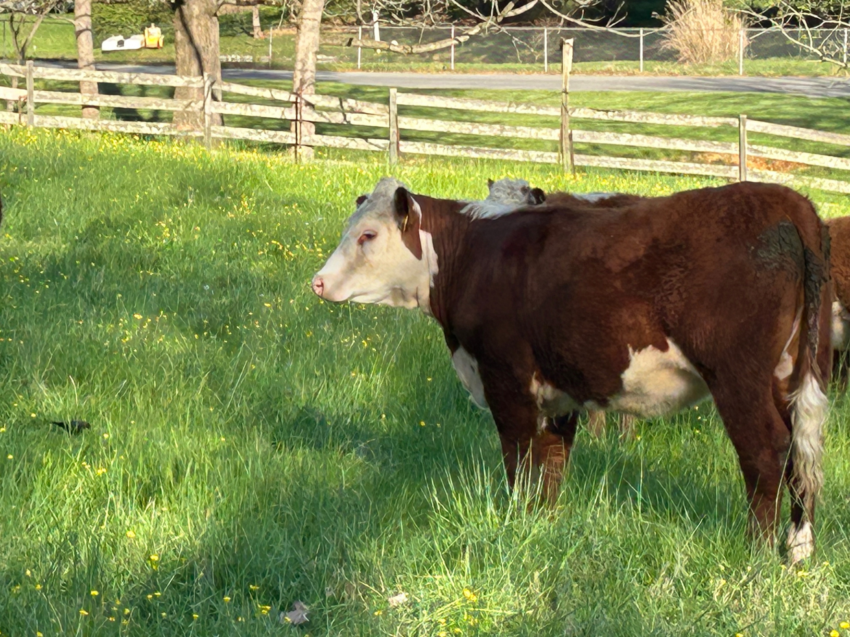 brown and white calf in sunlit green pasture with wooden fence artist reference photo