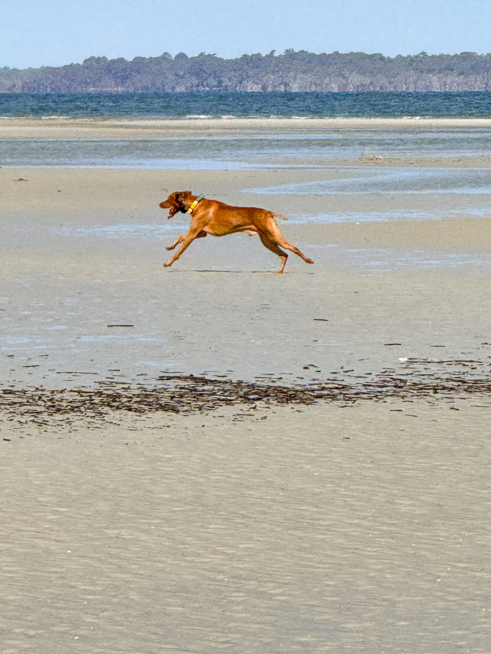 brown dog running midair on coastal beach artist reference photo