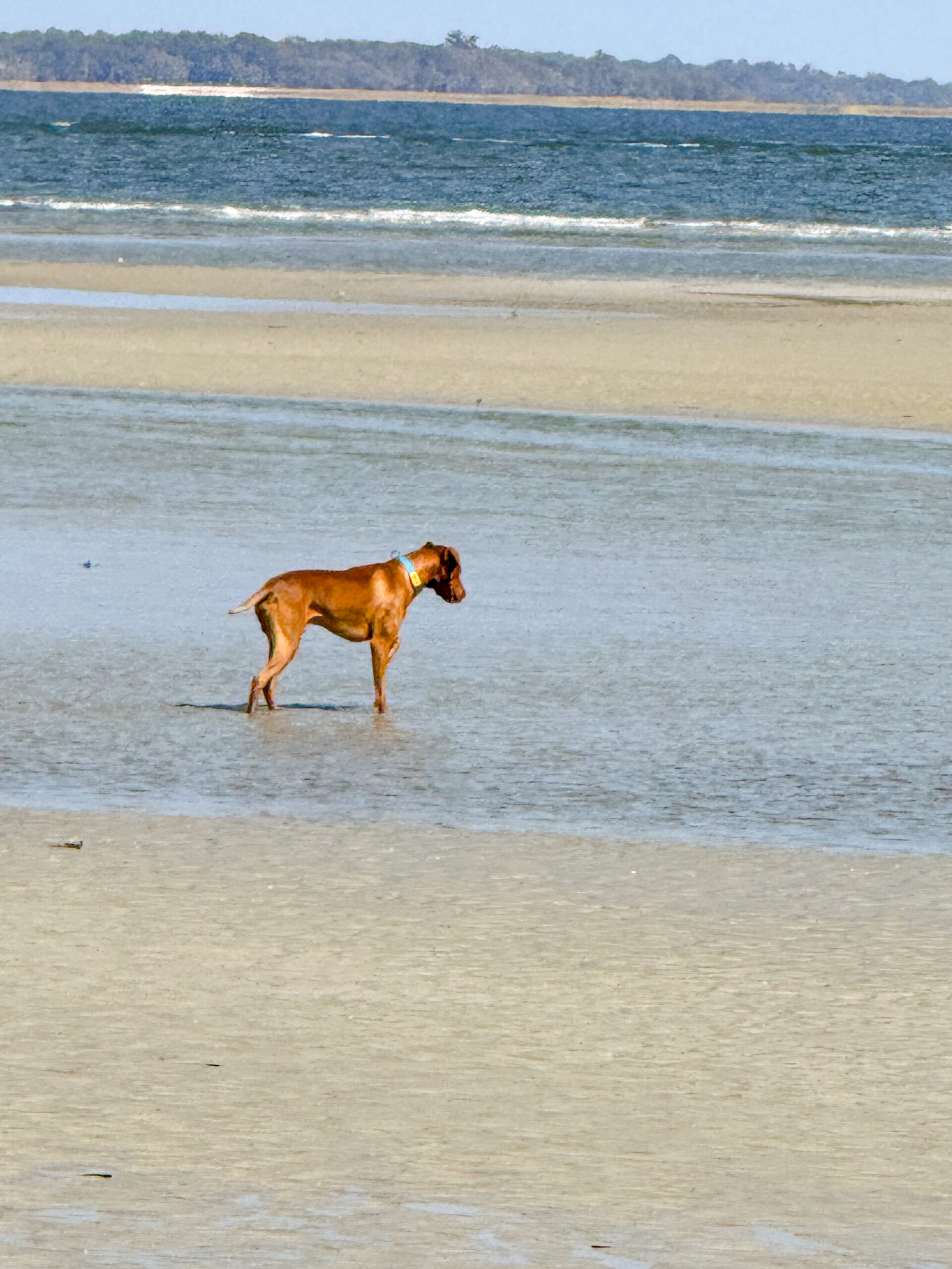 brown dog standing in shallow beach water artist reference photo