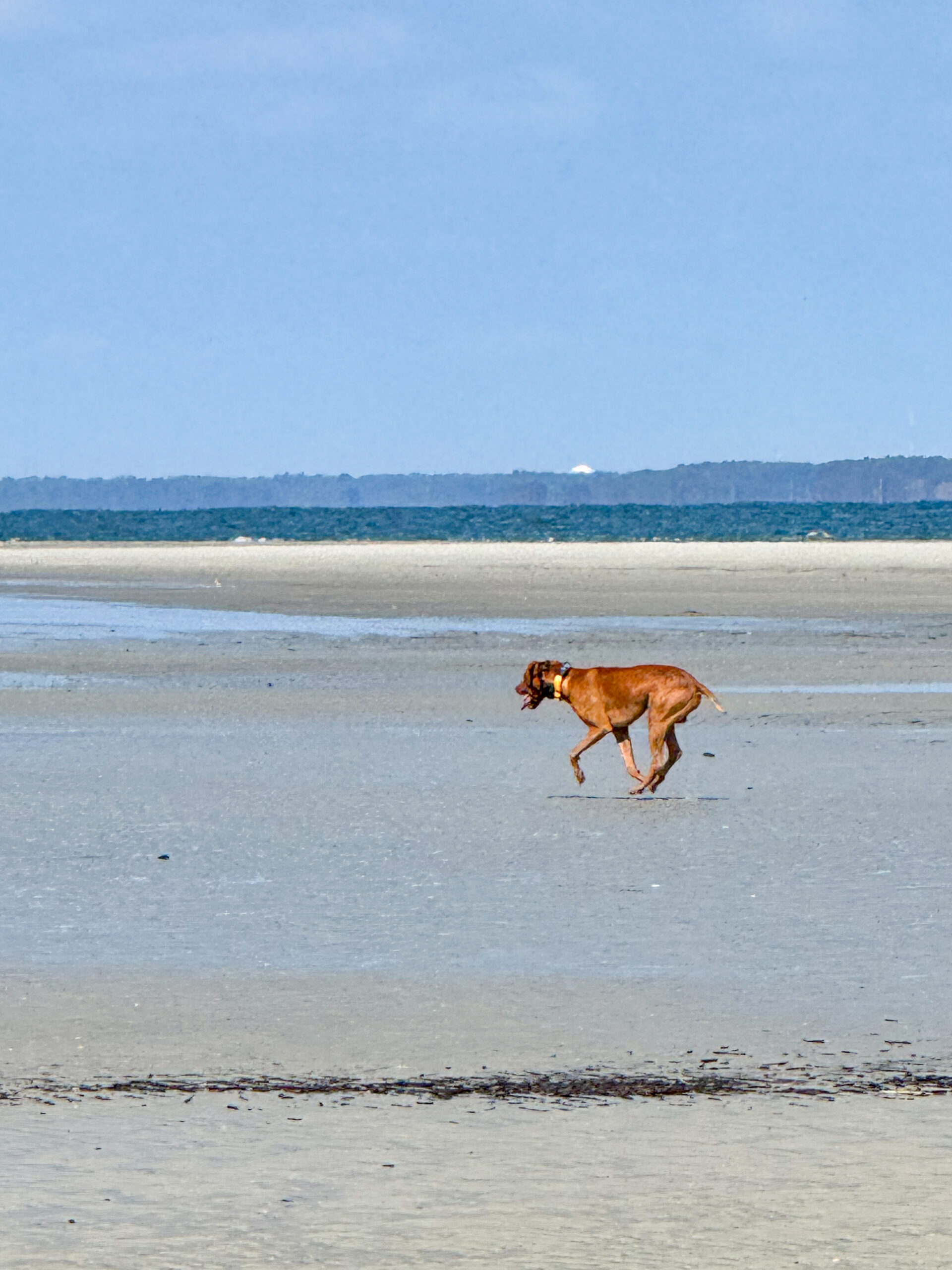 brown dog walking across wet sandy beach artist reference photo