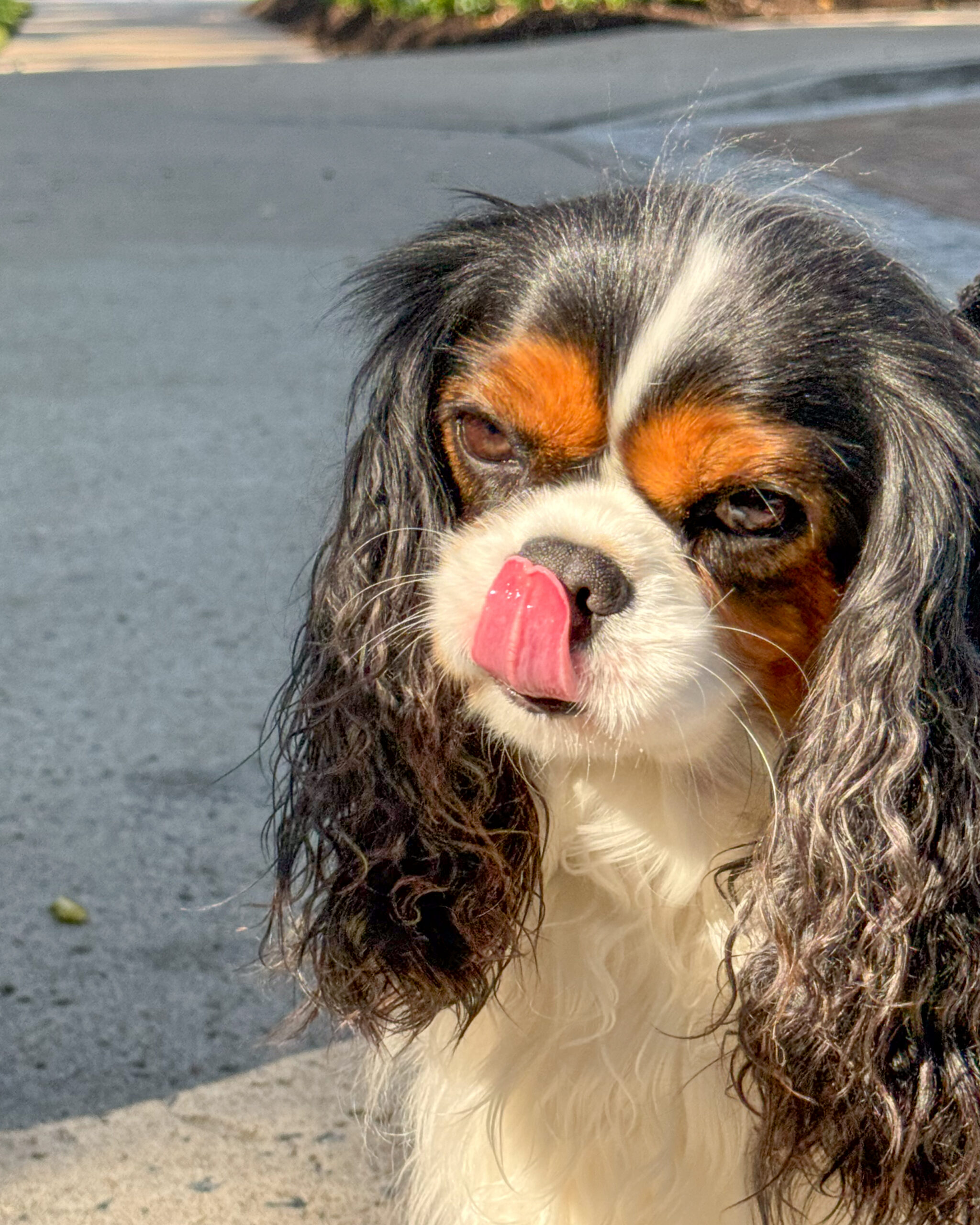 cavalier king charles spaniel licking nose with curly ears artist reference photo