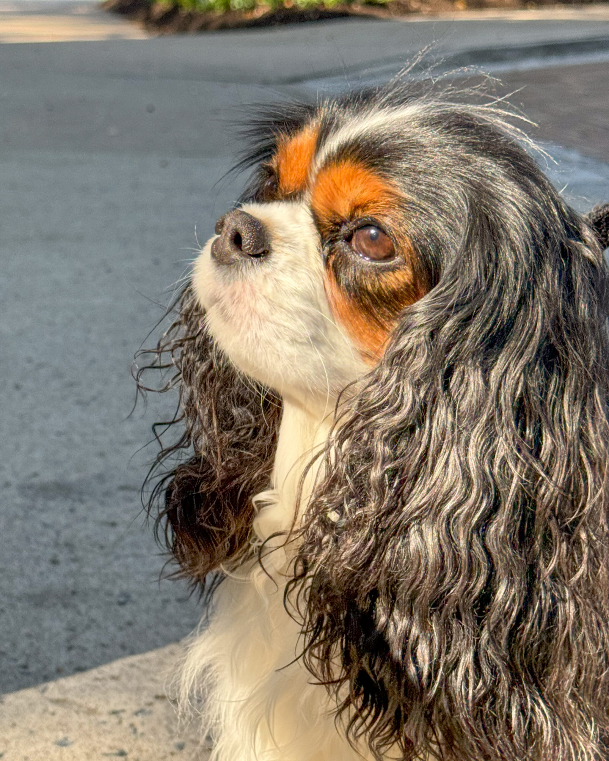 cavalier king charles spaniel looking upward with long wavy ears artist reference photo