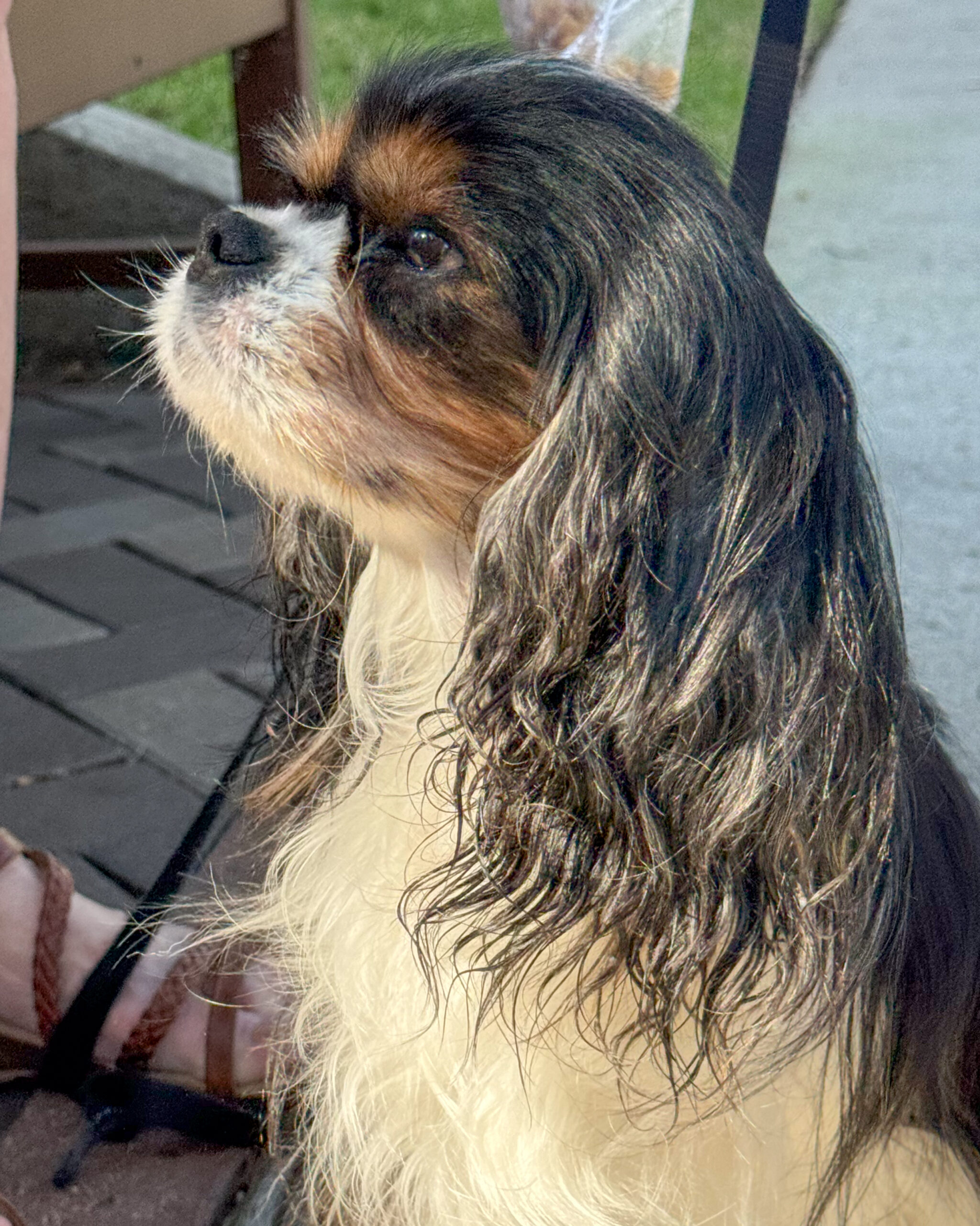 cavalier king charles spaniel profile view with wet curly ears artist reference photo