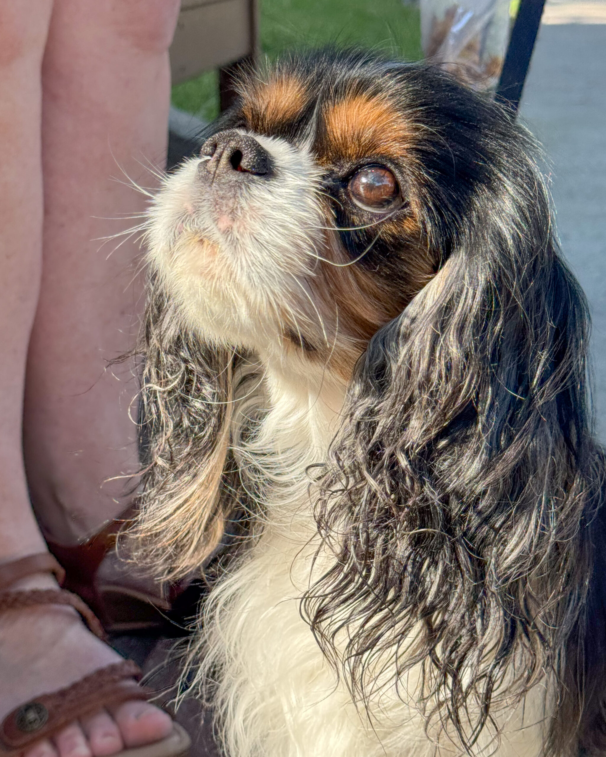 cavalier king charles spaniel sitting in sunlight with curly ears artist reference photo