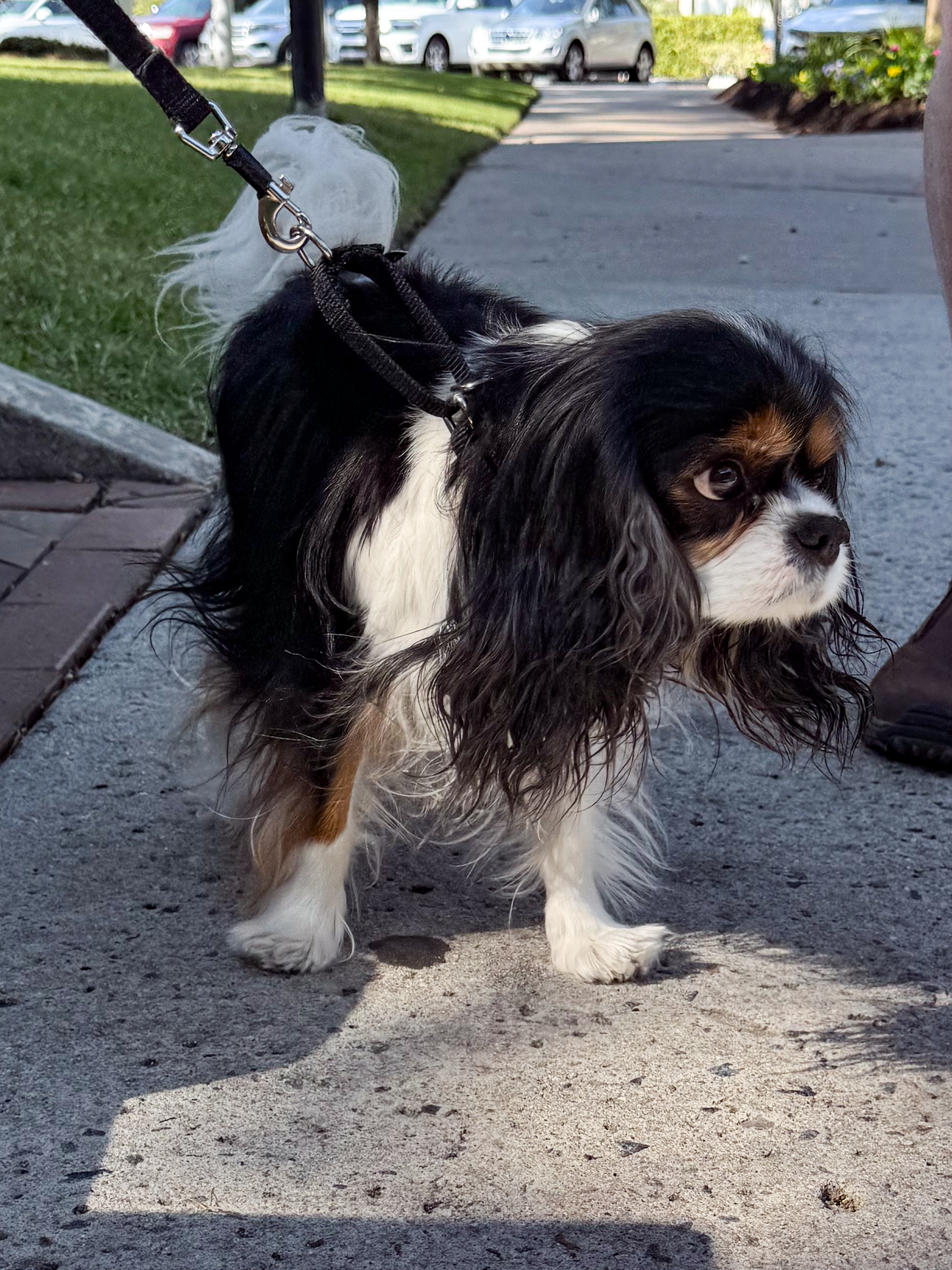 cavalier king charles spaniel standing on sidewalk artist reference photo