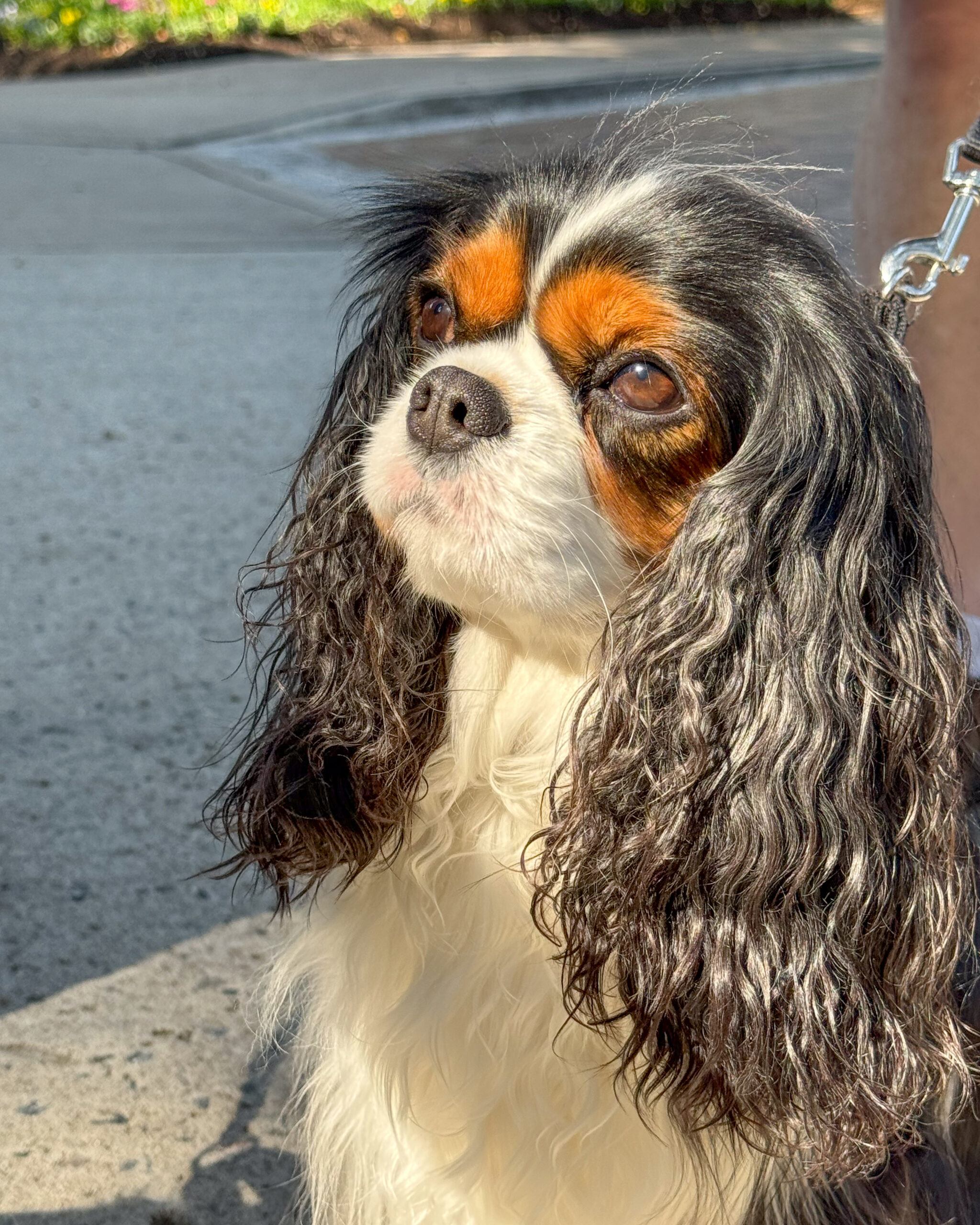 cavalier king charles spaniel with long wavy ears in sunlight artist reference photo