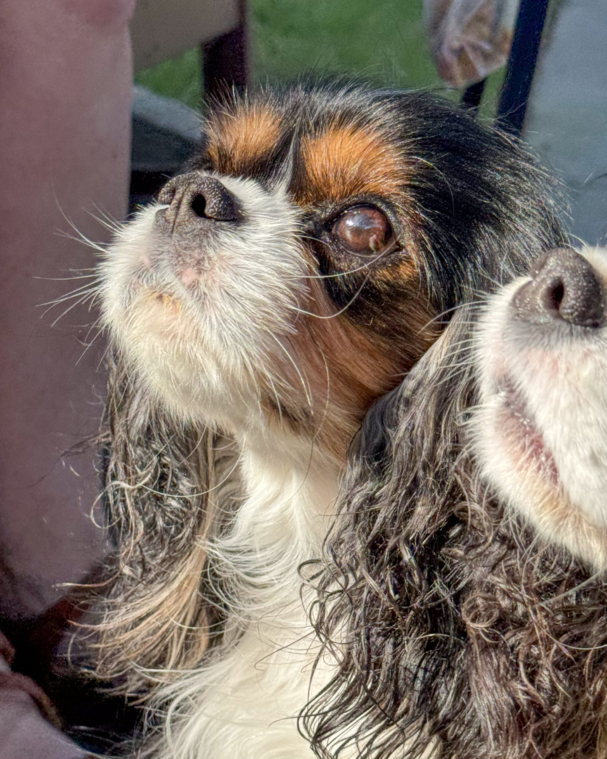 close up of cavalier king charles spaniel looking upward artist reference photo