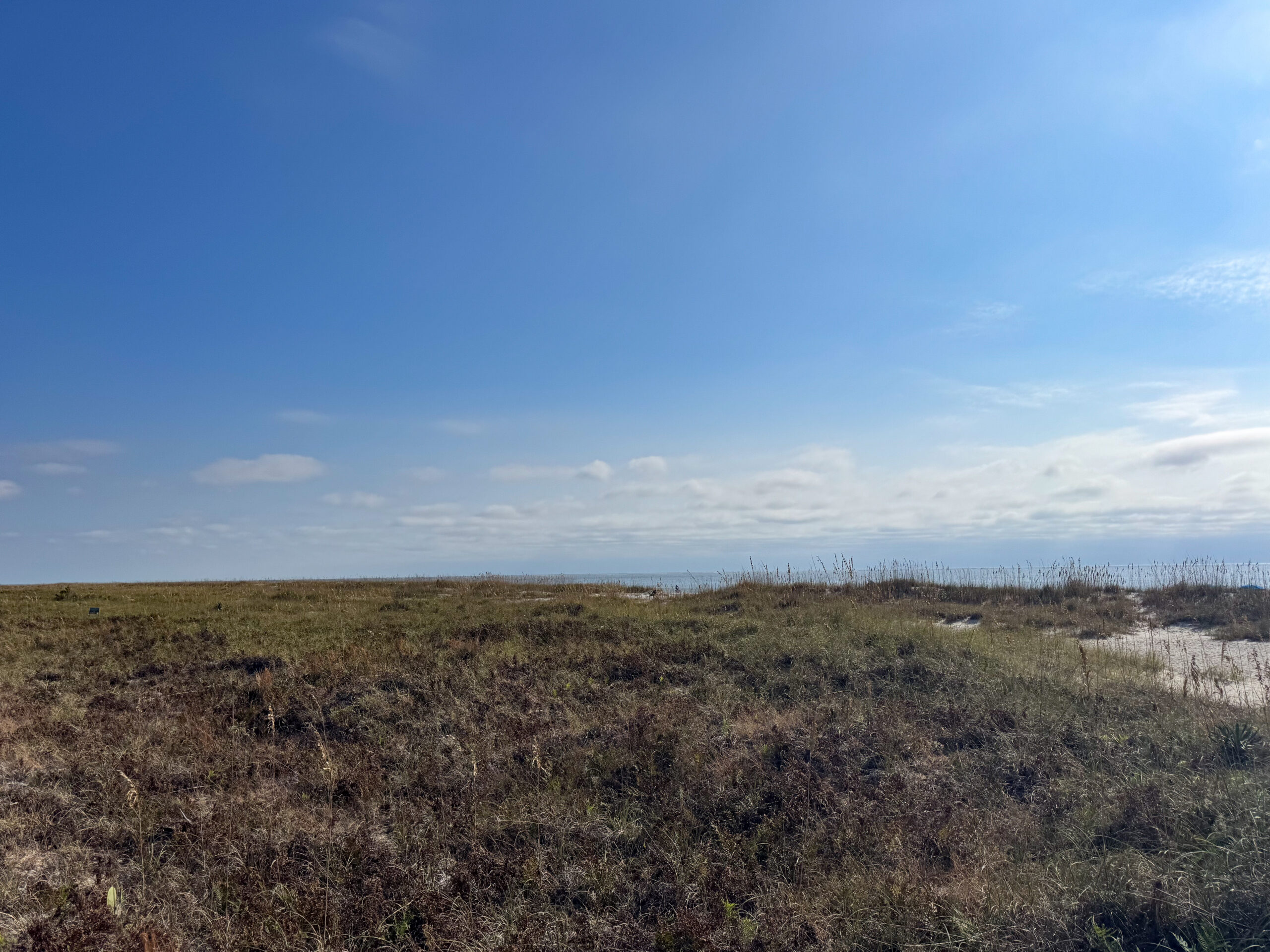 coastal dune grass under blue sky with ocean horizon artist reference photo