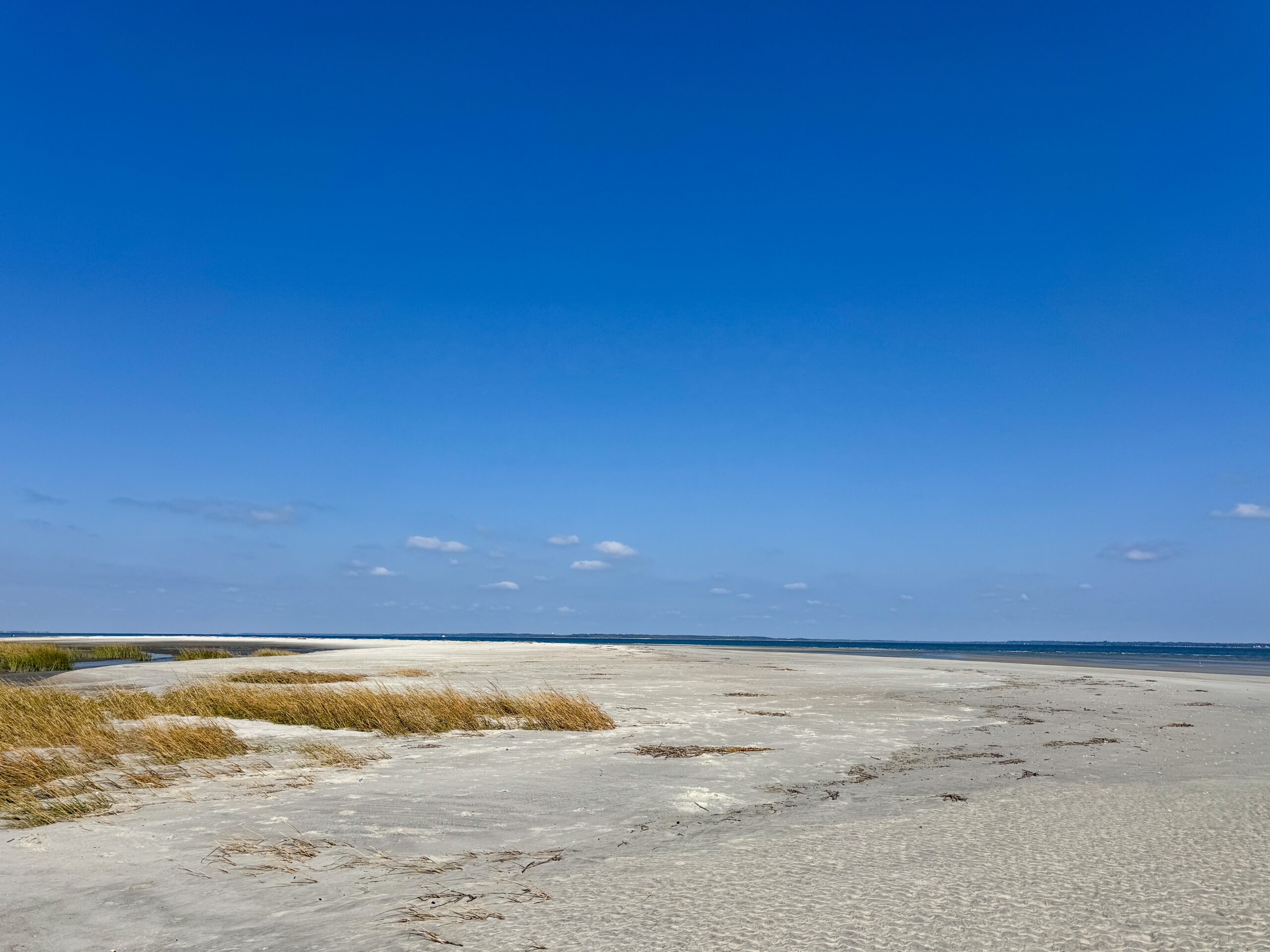 coastal sand dunes with golden beach grass under blue sky artist reference photo