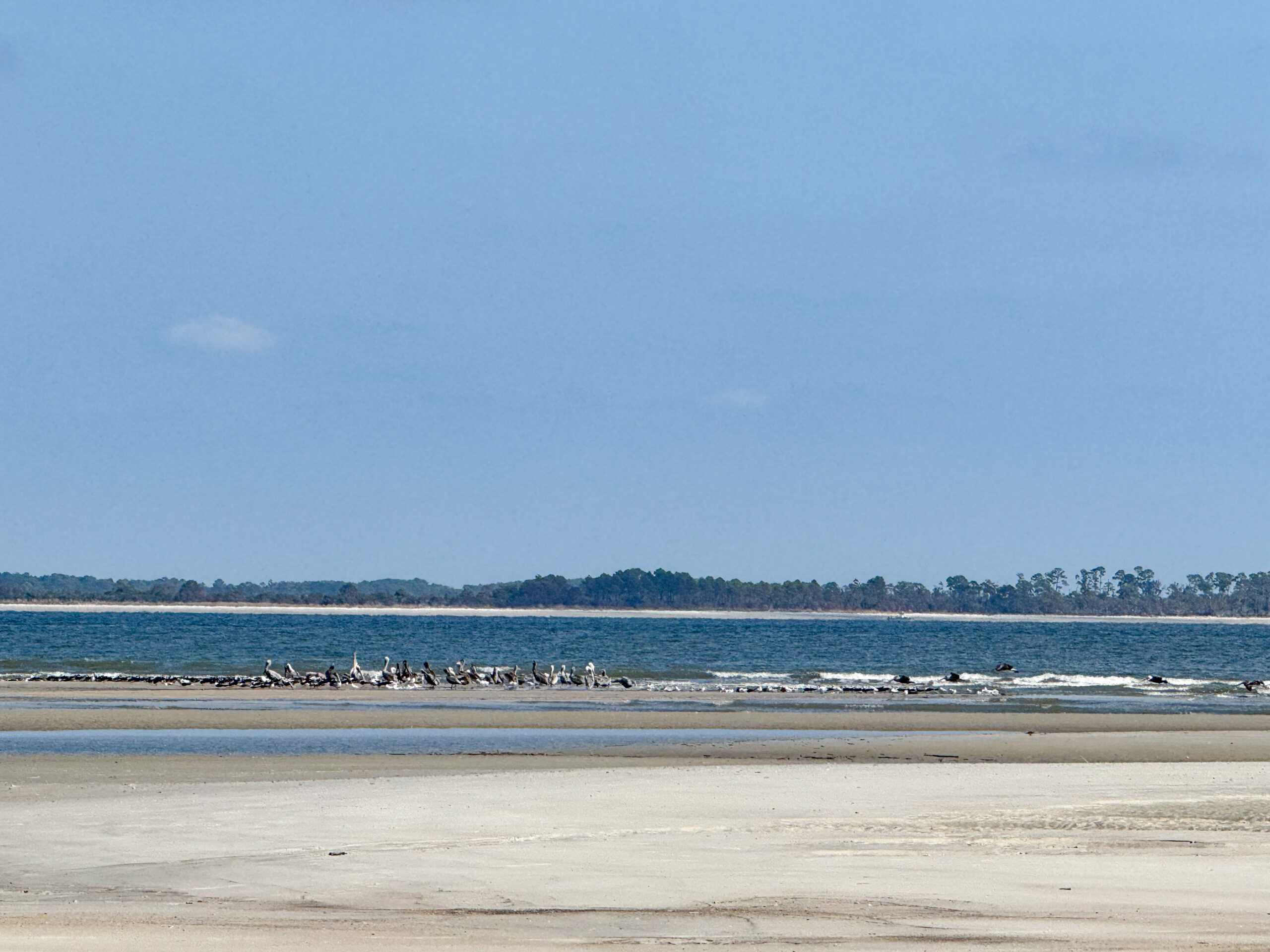 flock of pelicans resting on sandbar in ocean bay artist reference photo