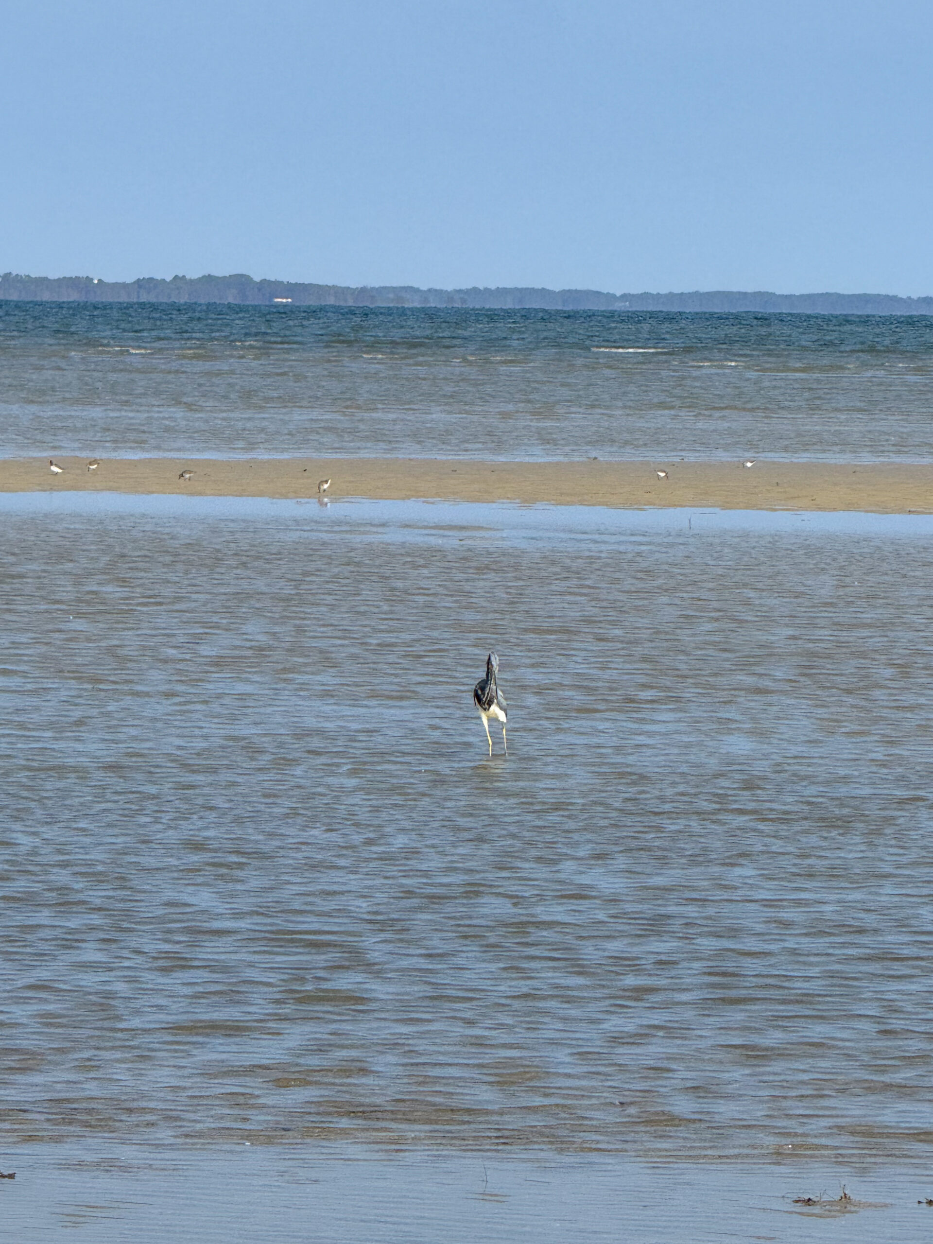 heron preening in shallow tidal water with sandbar and birds artist reference photo