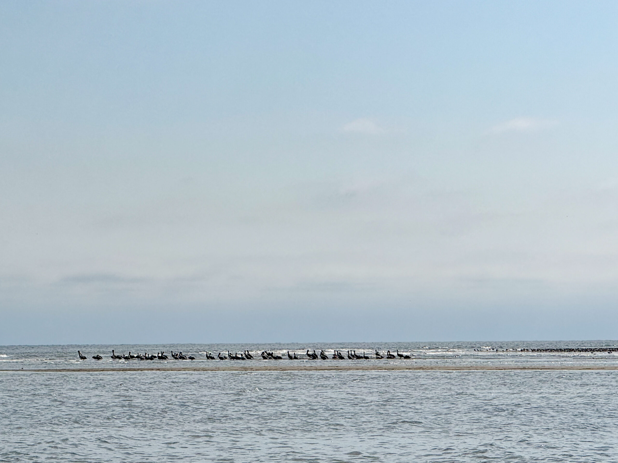 large flock of pelicans perched on ocean sandbar artist reference photo