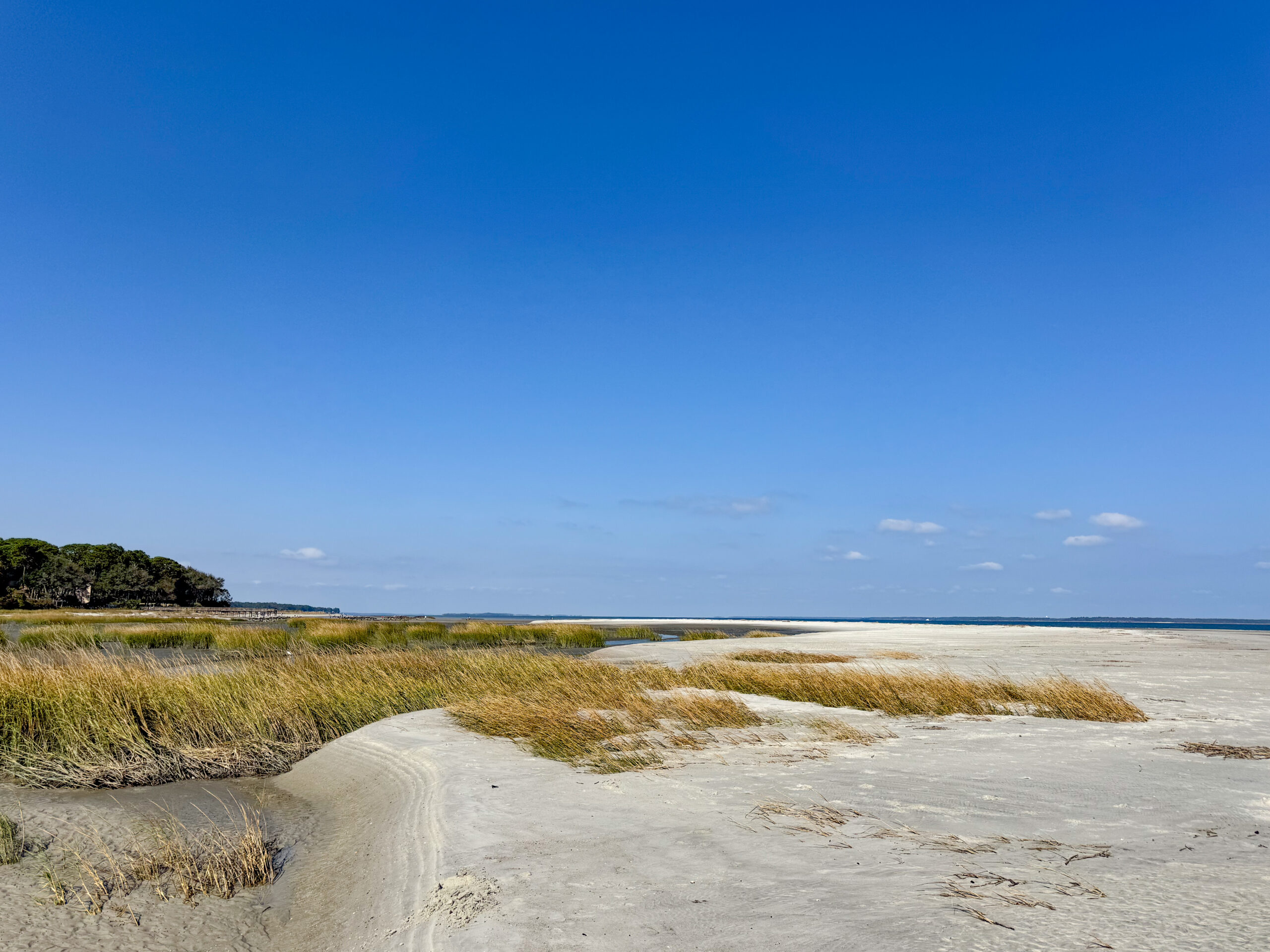 marsh grasses and coastal trees along sandy beach curve artist reference photo