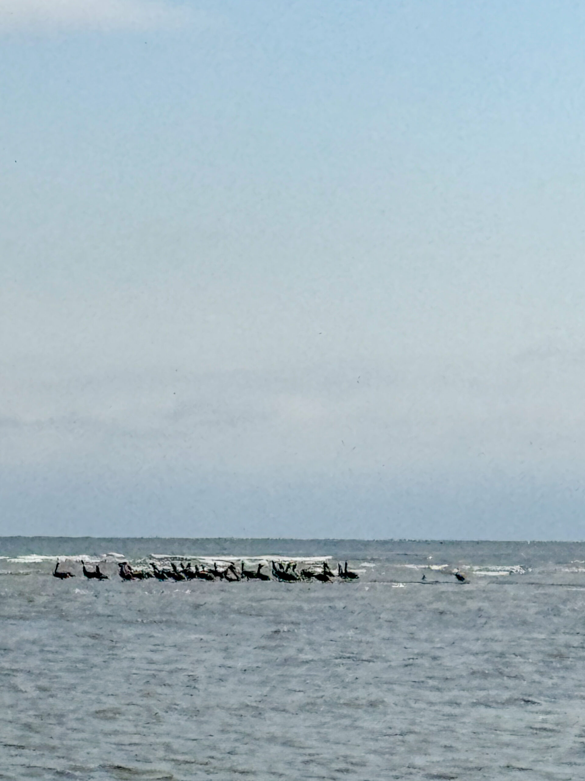 pelicans gathered on submerged sandbar in rough ocean waters artist reference photo