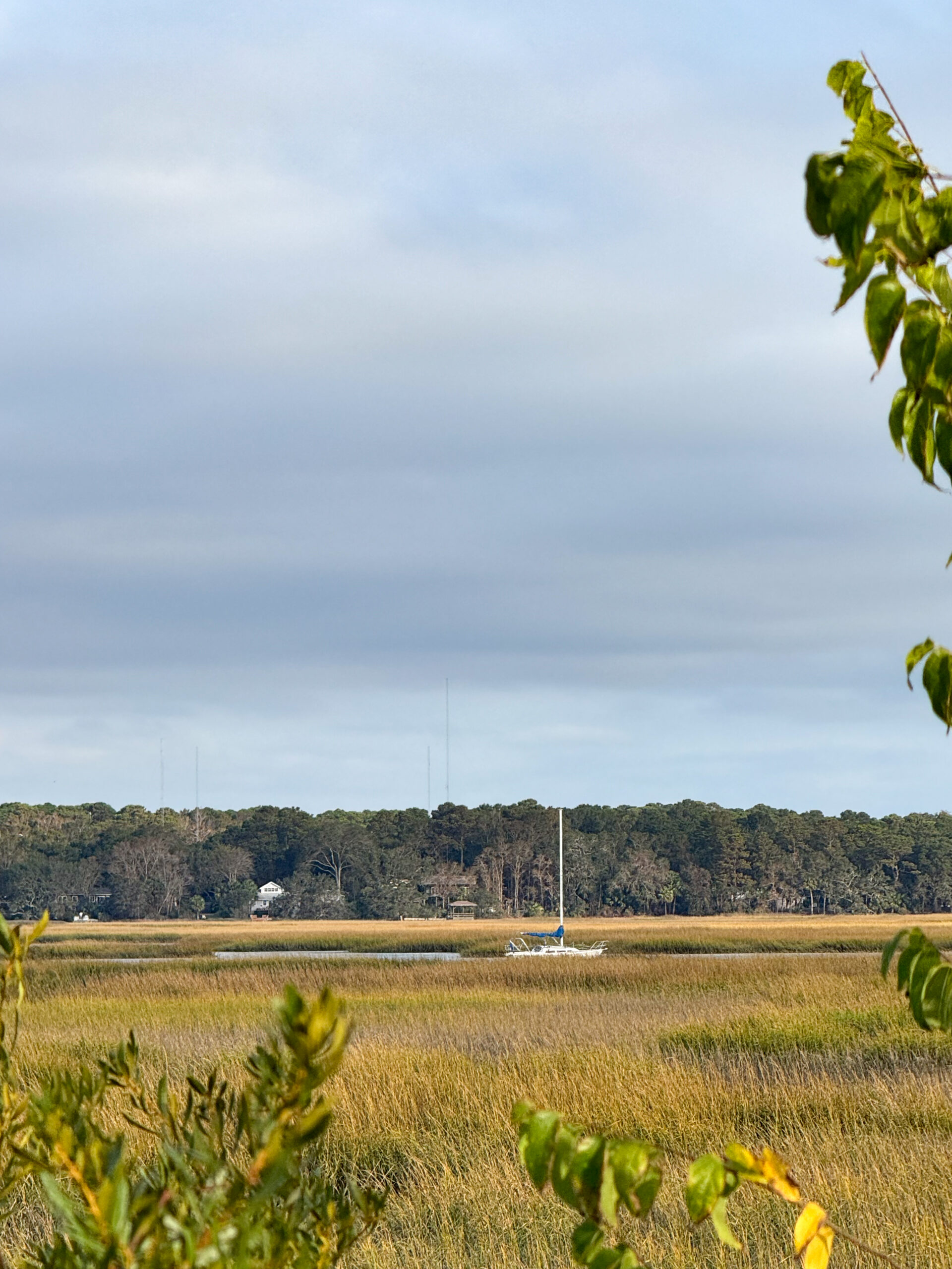 sailboat in coastal marsh with tall grass and tree branches in foreground artist reference photo