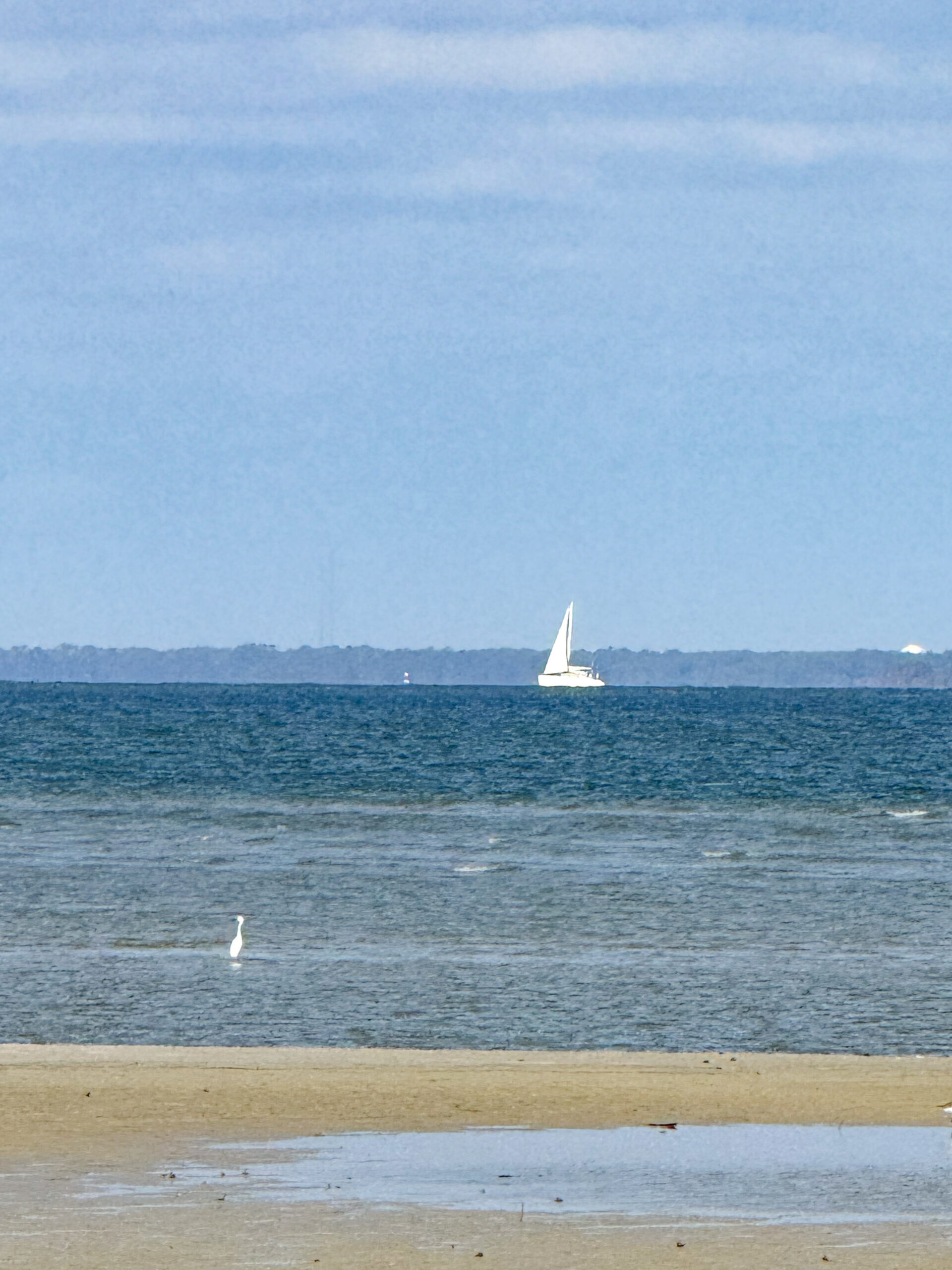 sailboat on ocean with shoreline egret and blue horizon artist reference photo
