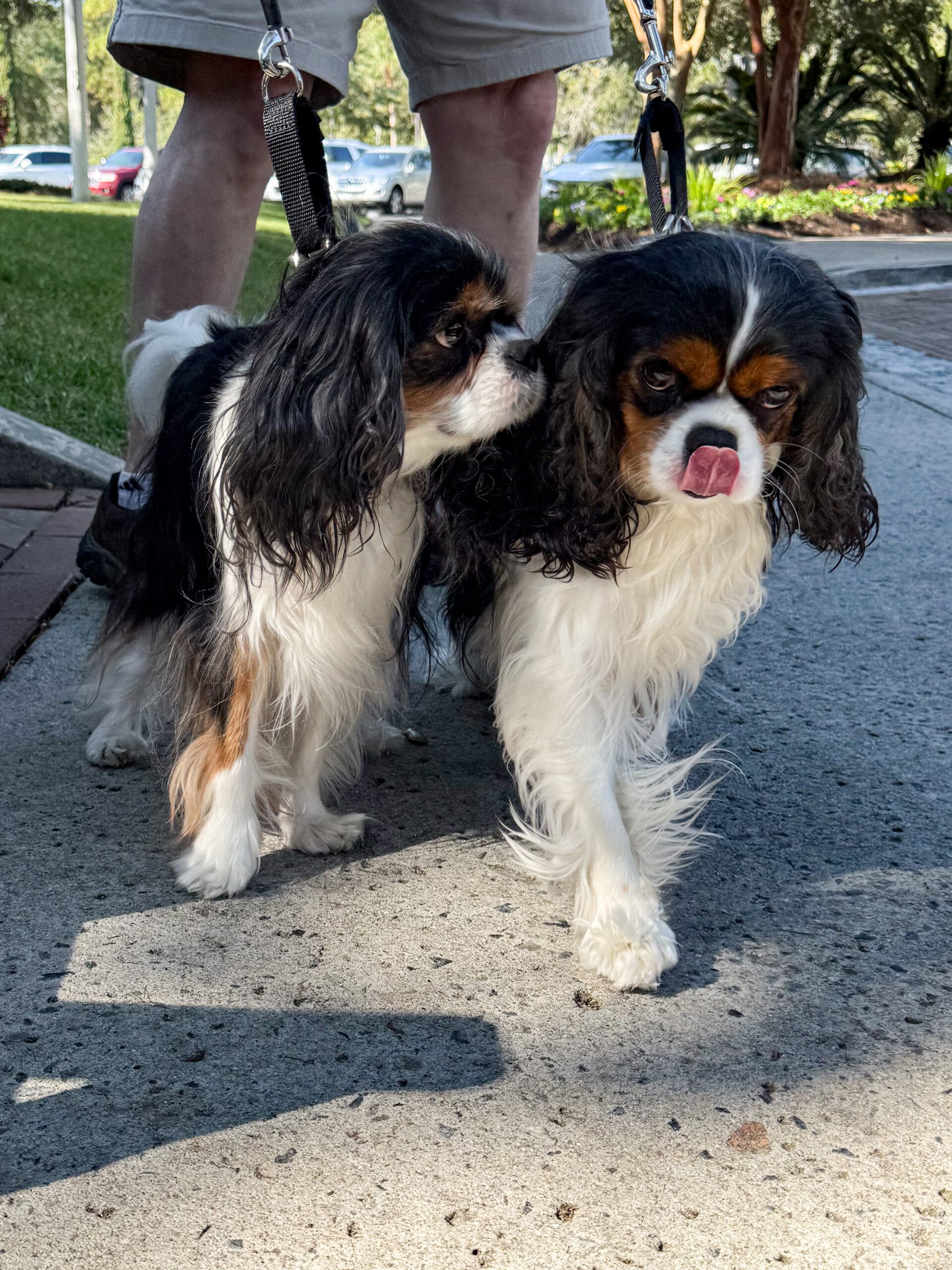 two cavalier king charles spaniels walking on sidewalk artist reference photo