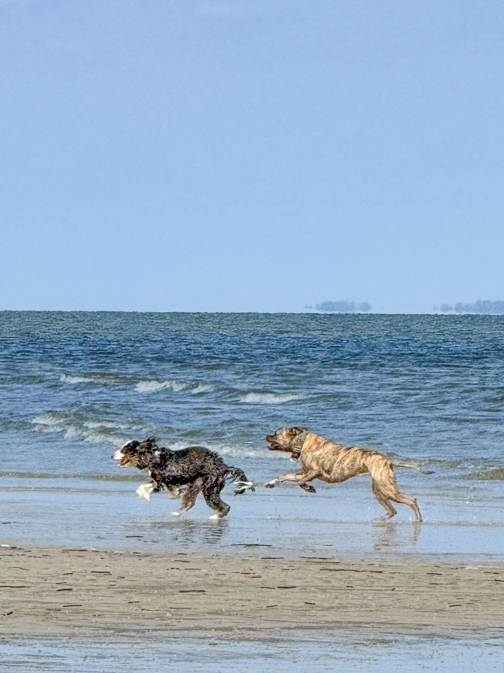 two dogs running and playing on ocean shoreline artist reference photo