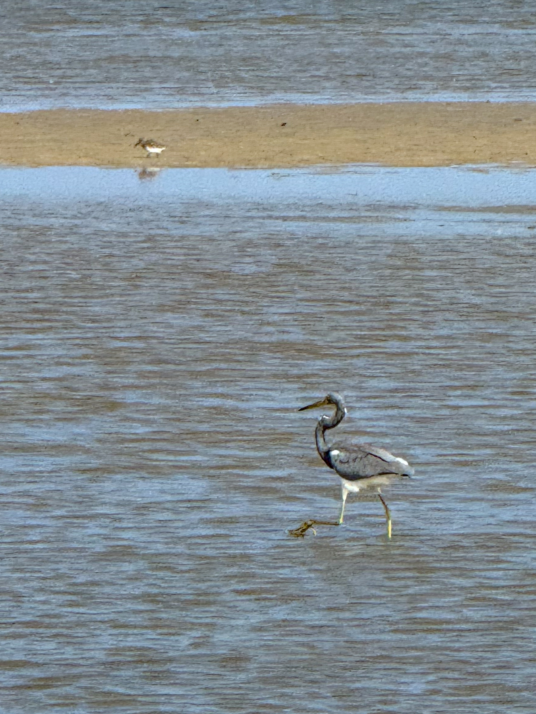 wading heron in shallow coastal water with sandbar artist reference photo