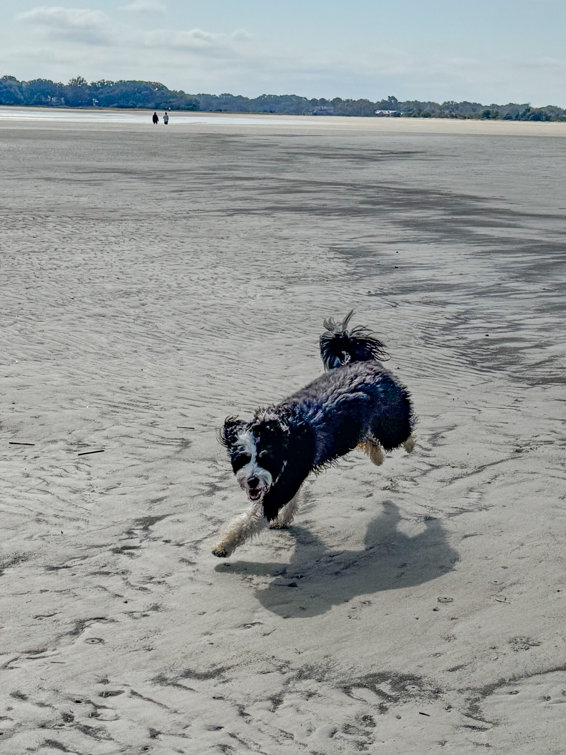 wet black and white dog running on wide sandy beach artist reference photo