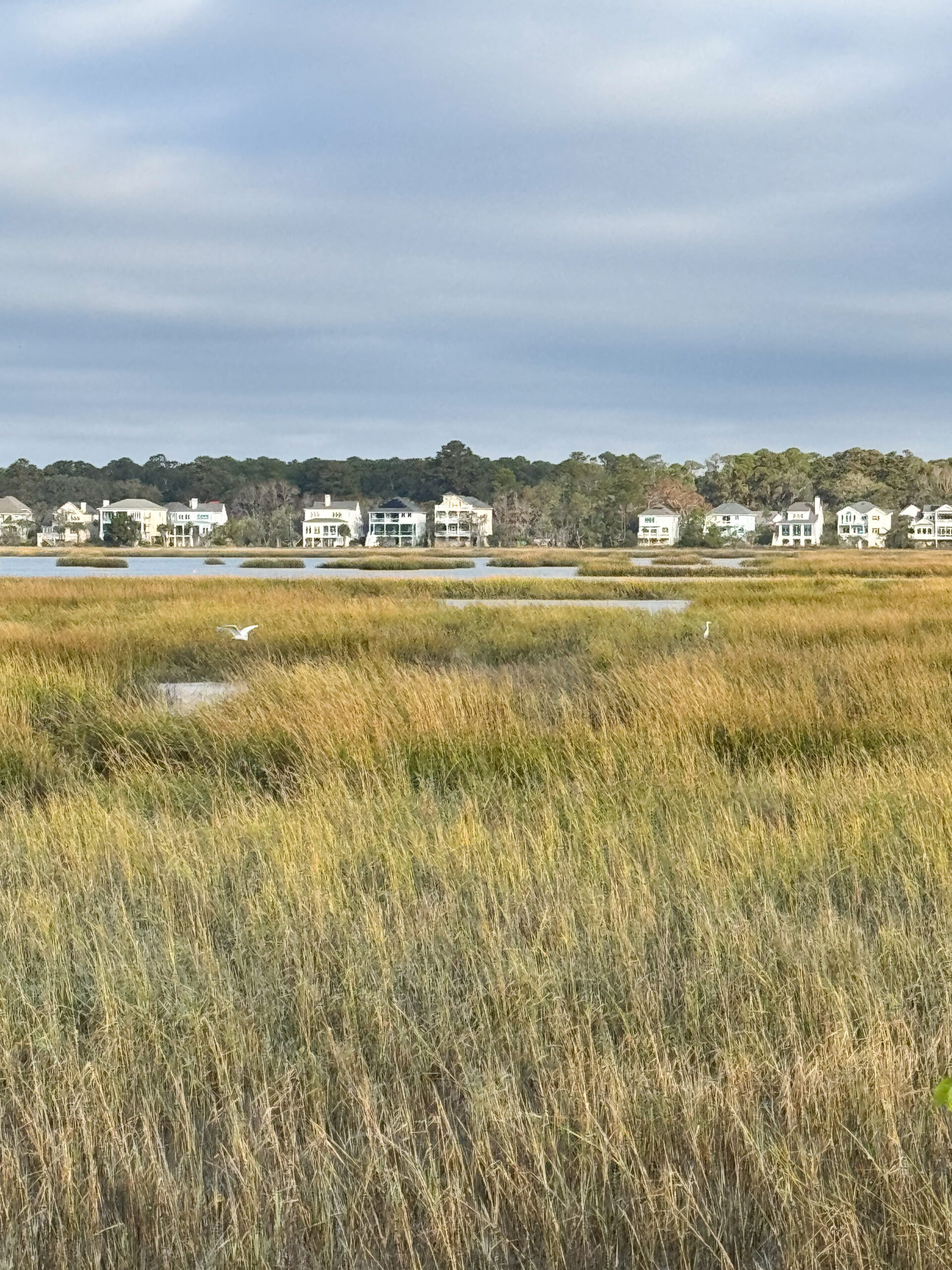 white egret flying over coastal marsh with distant beach homes artist reference photo