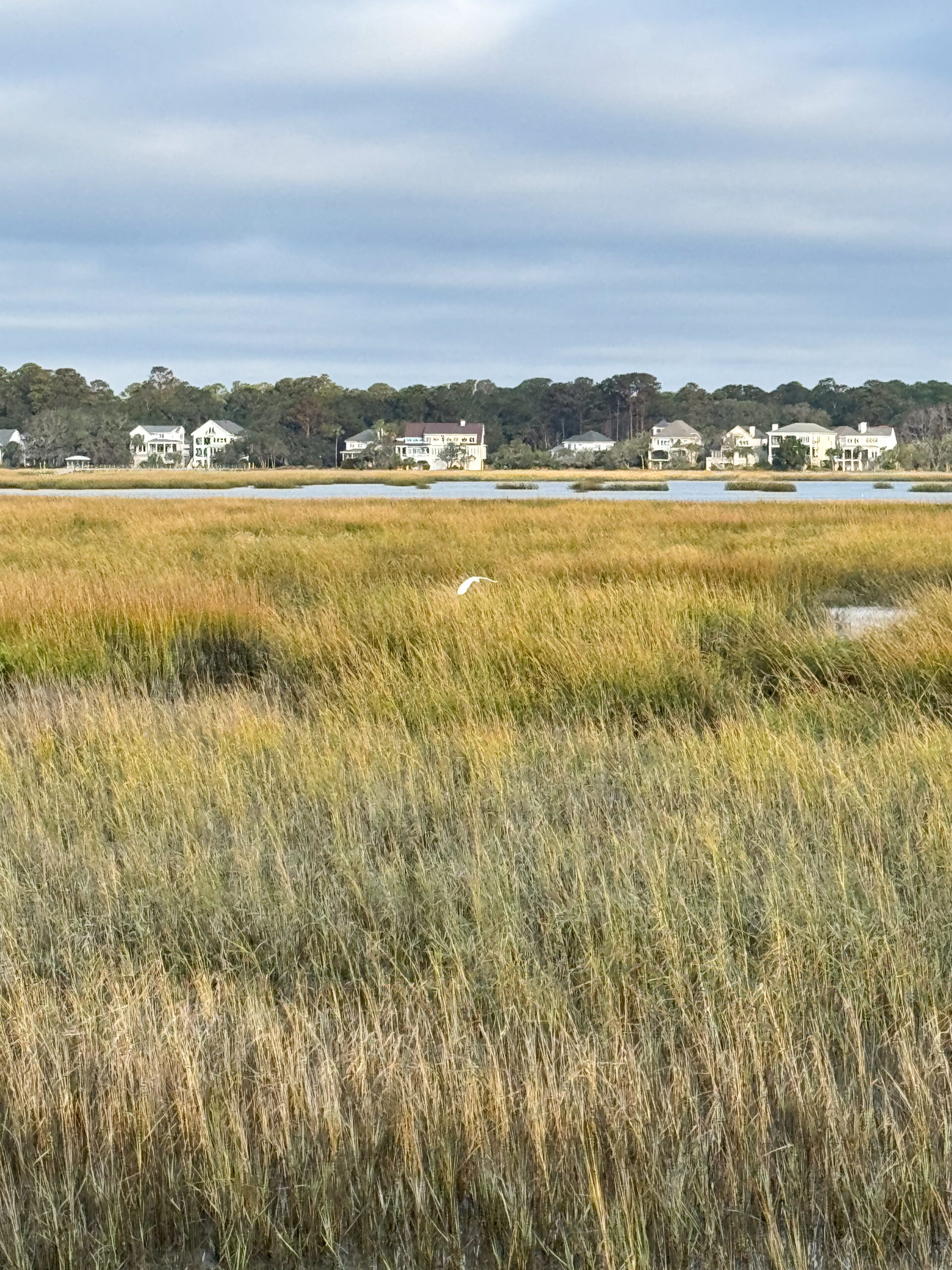 white egret flying over golden marsh grass with coastal homes artist reference photo