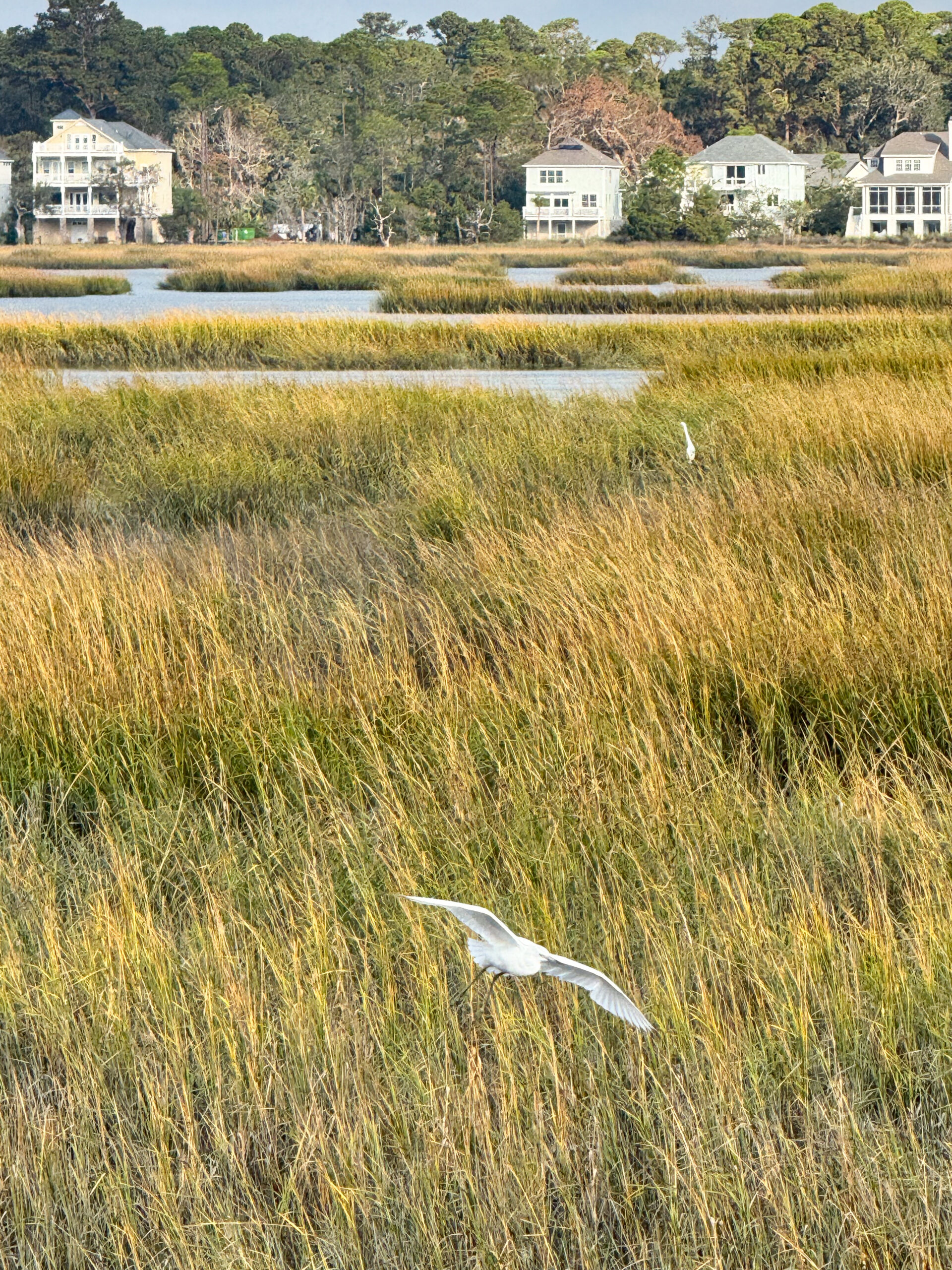 white egret flying over salt marsh with coastal homes artist reference photo