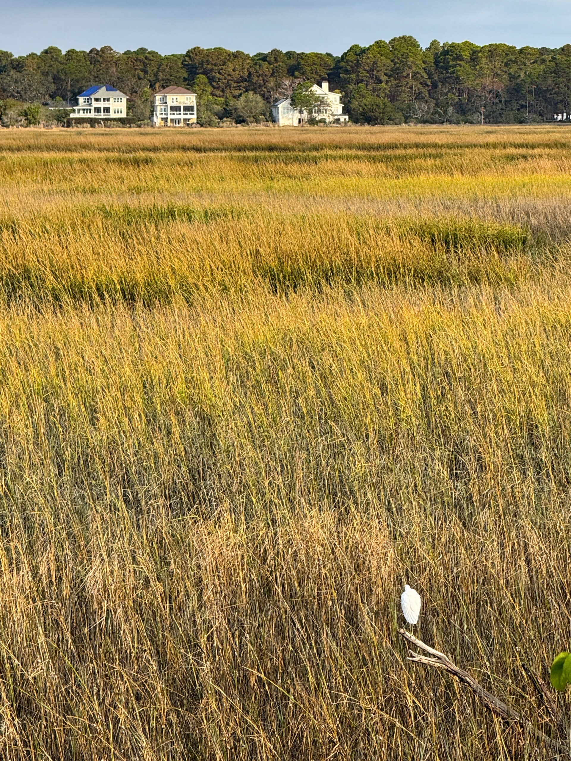 white egret perched in marsh reeds with houses in background artist reference photo