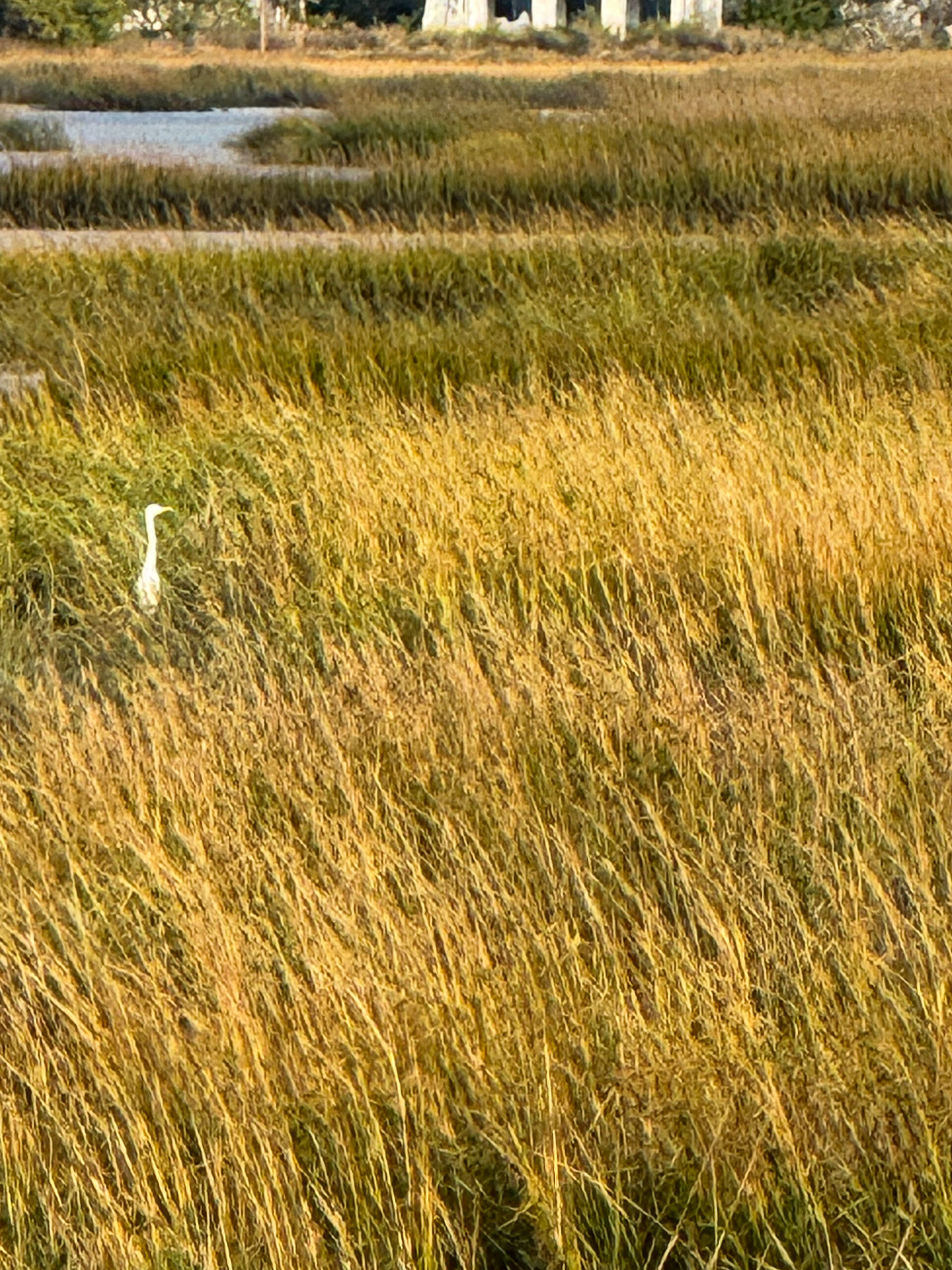 white egret standing in golden coastal marsh grass artist reference photo
